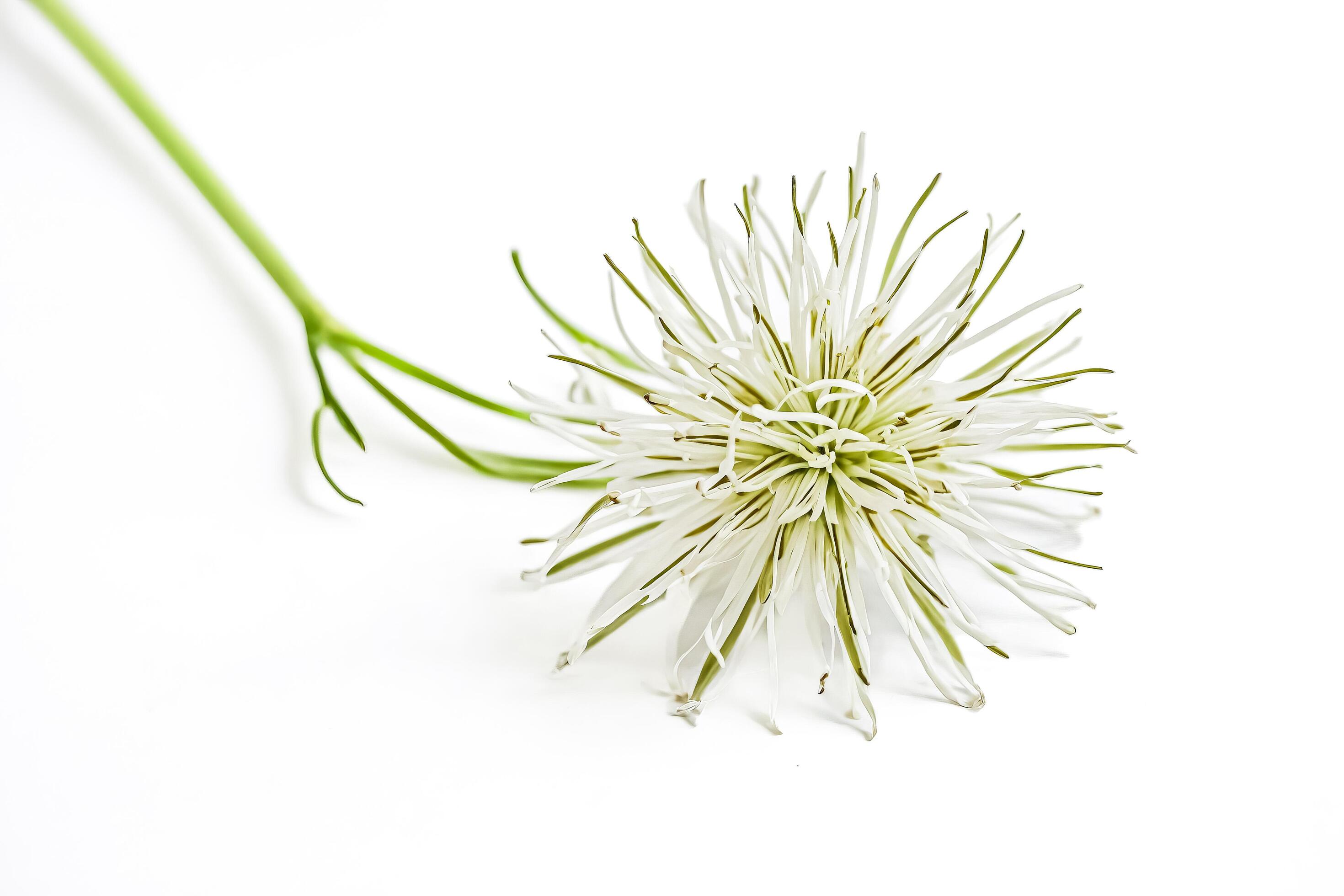 White Flower with Green Stem on White Background Stock Free