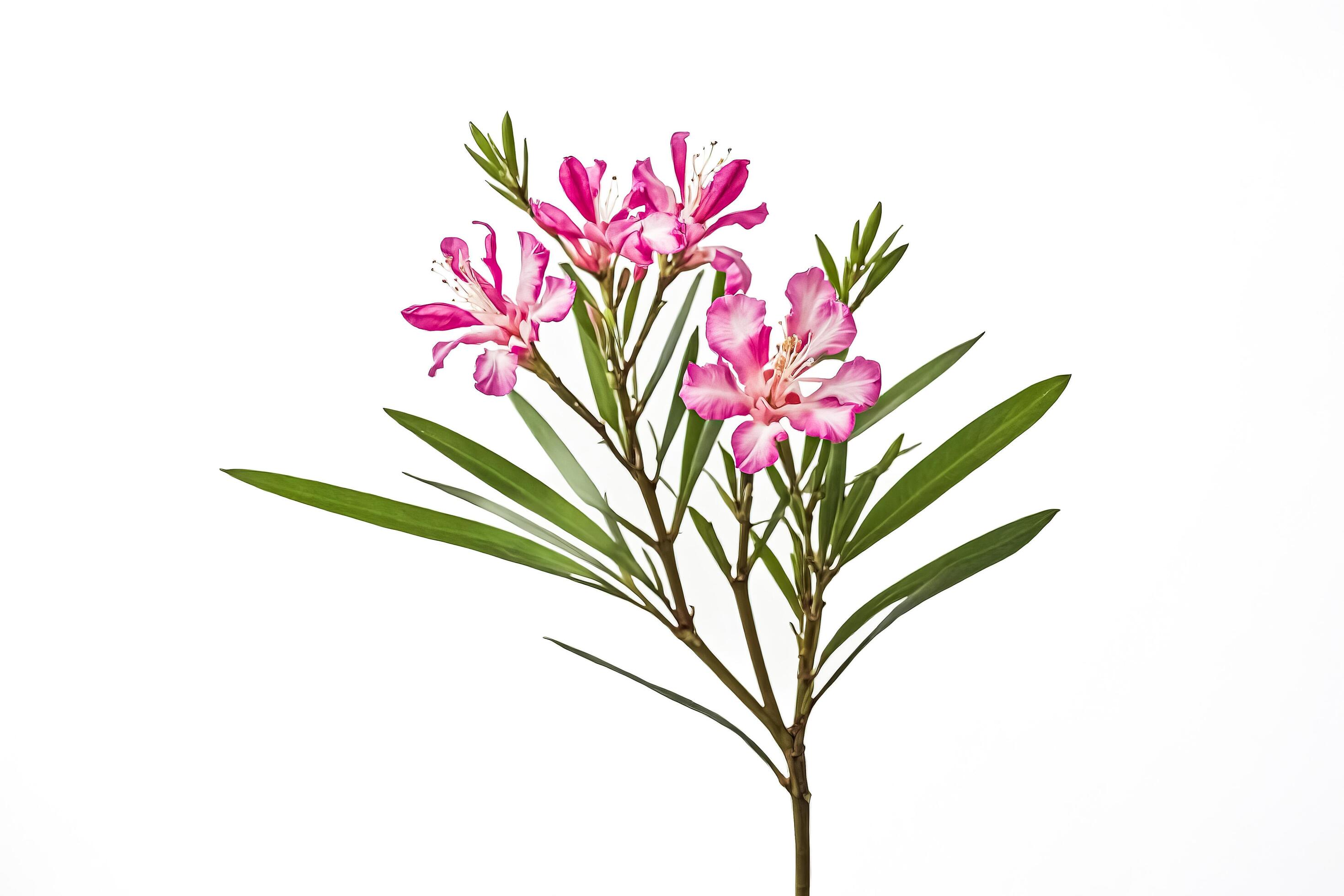 Pink Oleander Flower with Green Leaves Isolated on White Background Stock Free