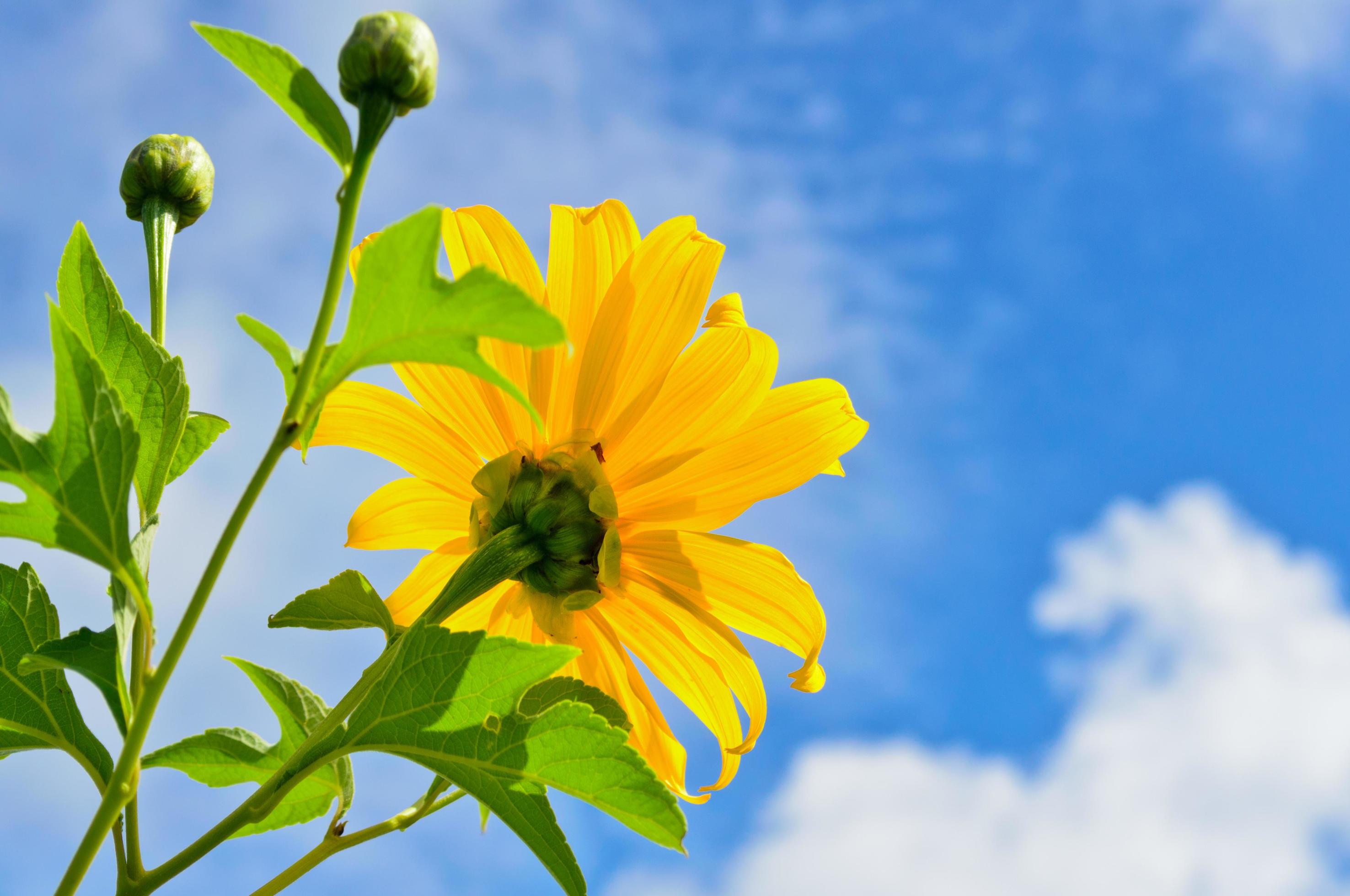 Mexican Sunflower Weed, Flowers are bright yellow Stock Free