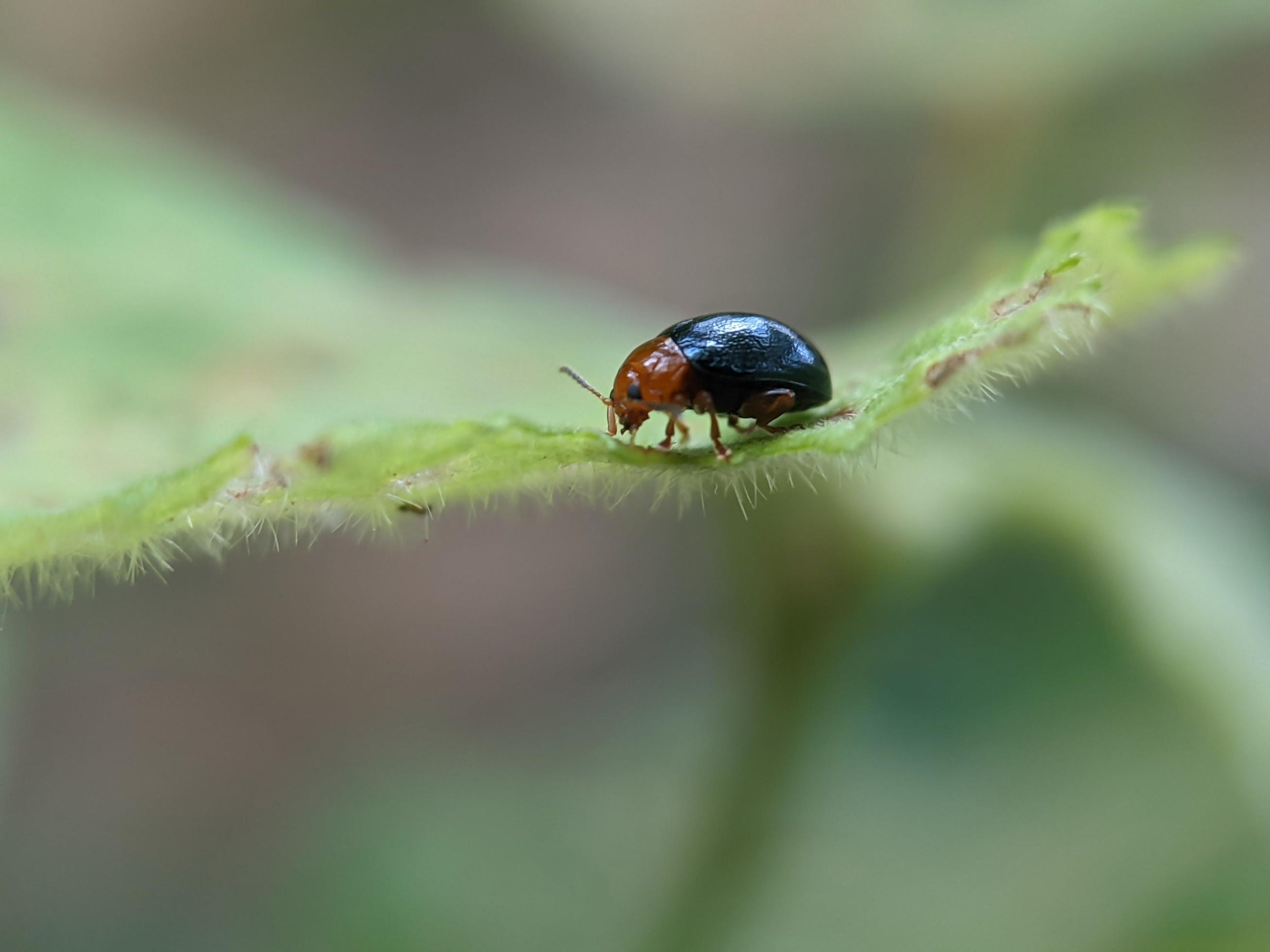 Aphthona is a genus of beetles, in the leaf beetle family Chrysomelidae, native to Europe and Asia Stock Free