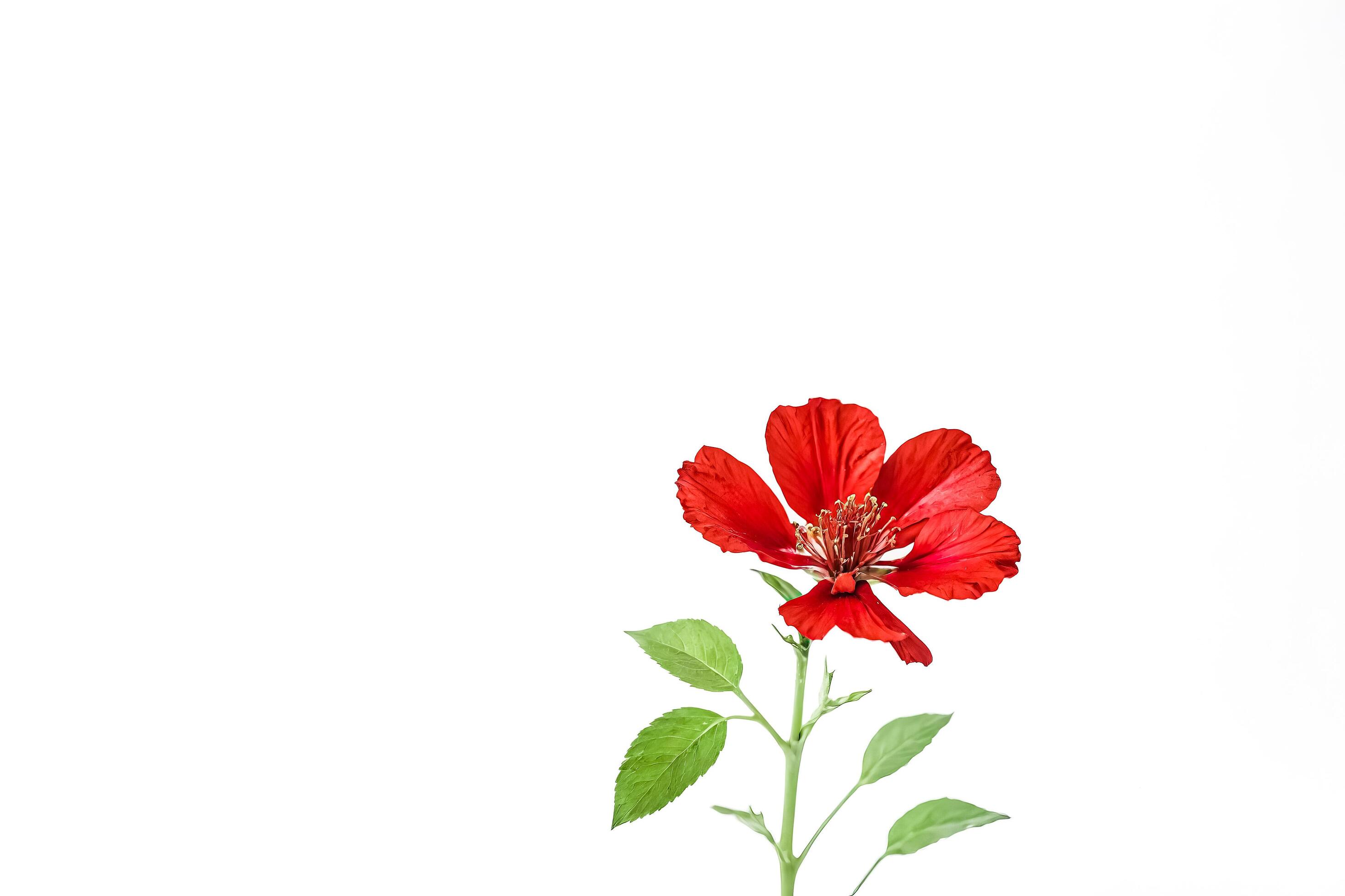 Single Red Hibiscus Flower with Green Leaves on White Background Stock Free