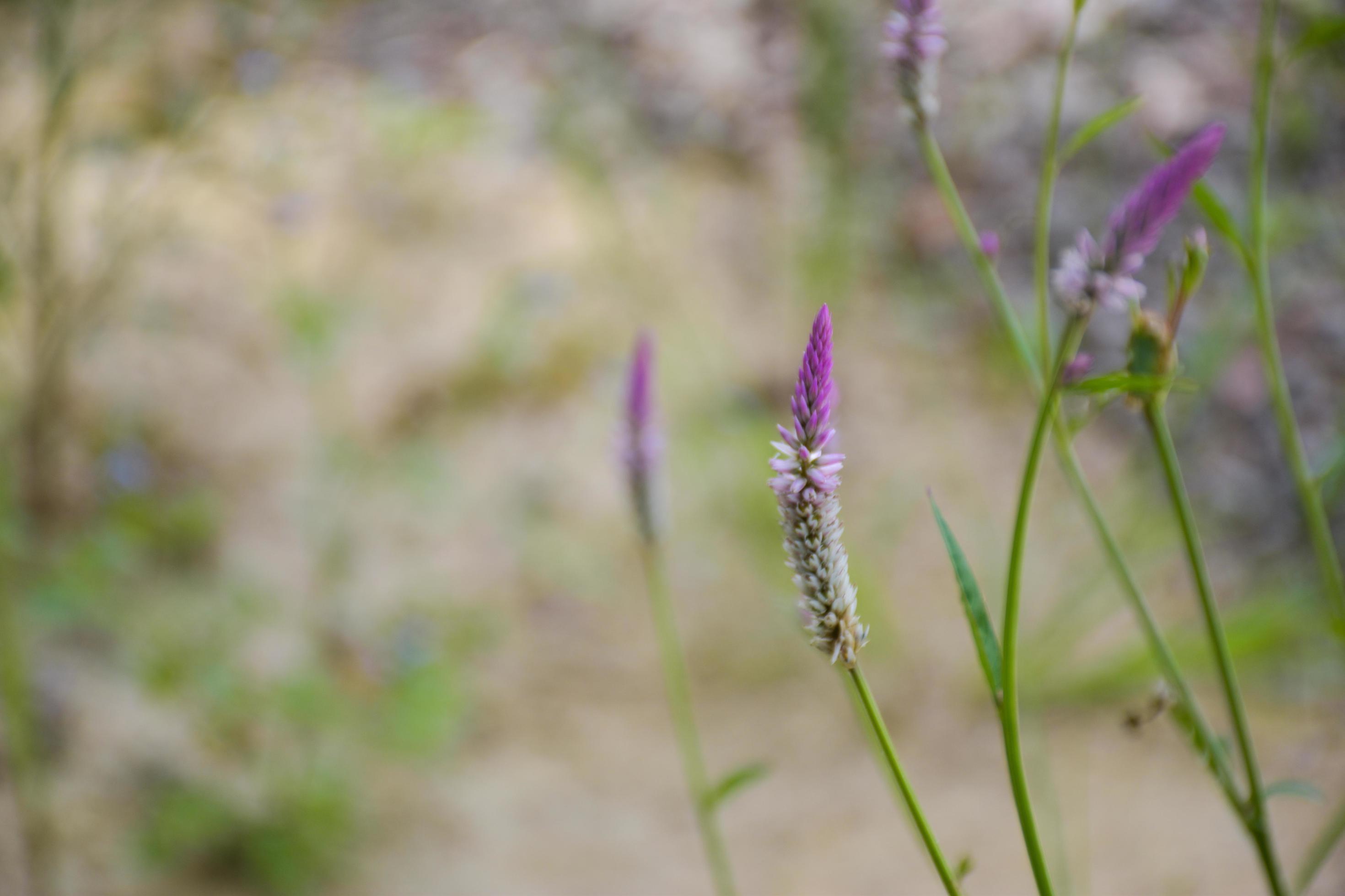 Purple and white cockscomb flowers in bloom and blurred background. Stock Free