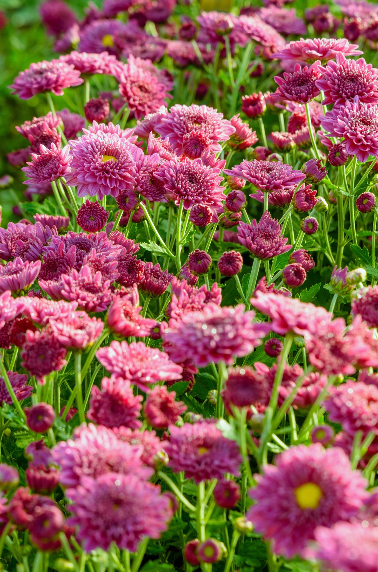 Magenta Chrysanthemum Morifolium flowers farms Stock Free