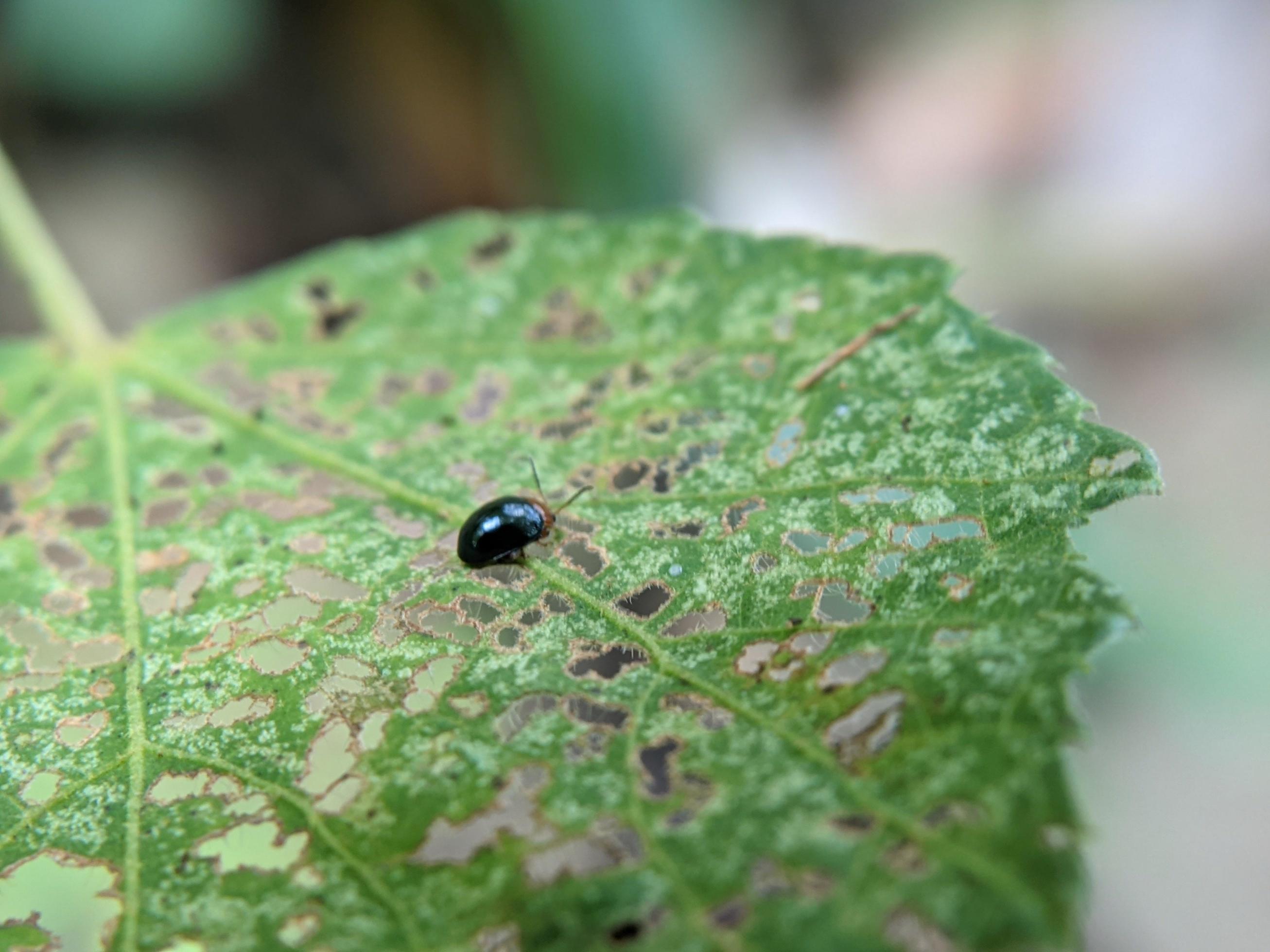 Aphthona is a genus of beetles, in the leaf beetle family Chrysomelidae, native to Europe and Asia Stock Free