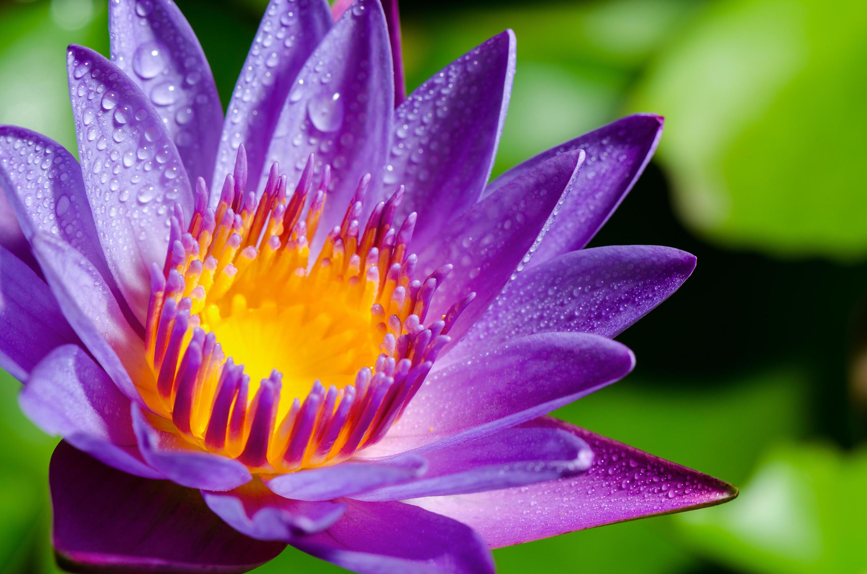 Beautiful purple Lotus flower Stock Free