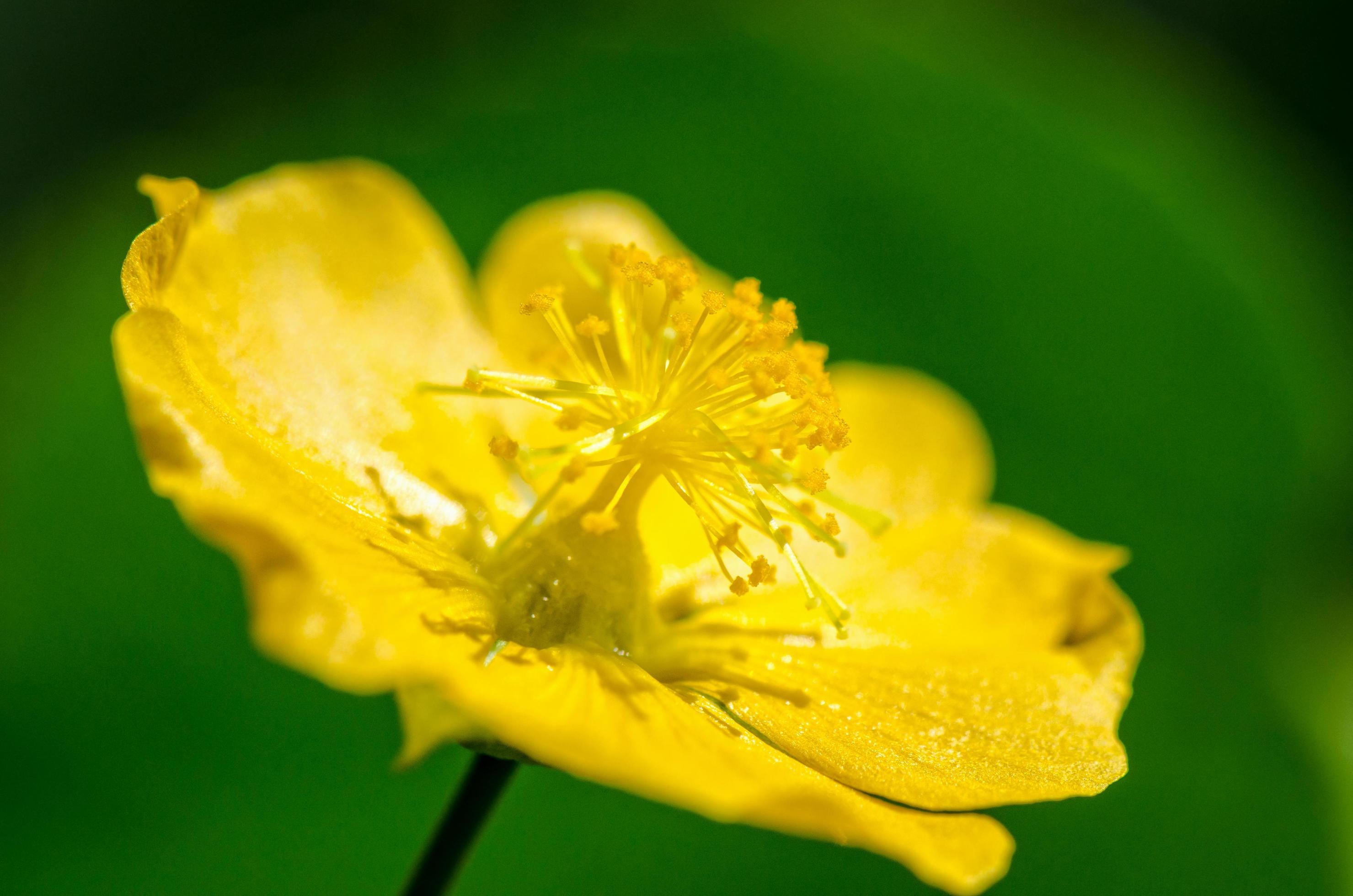 Small yellow pollen on flowers Stock Free