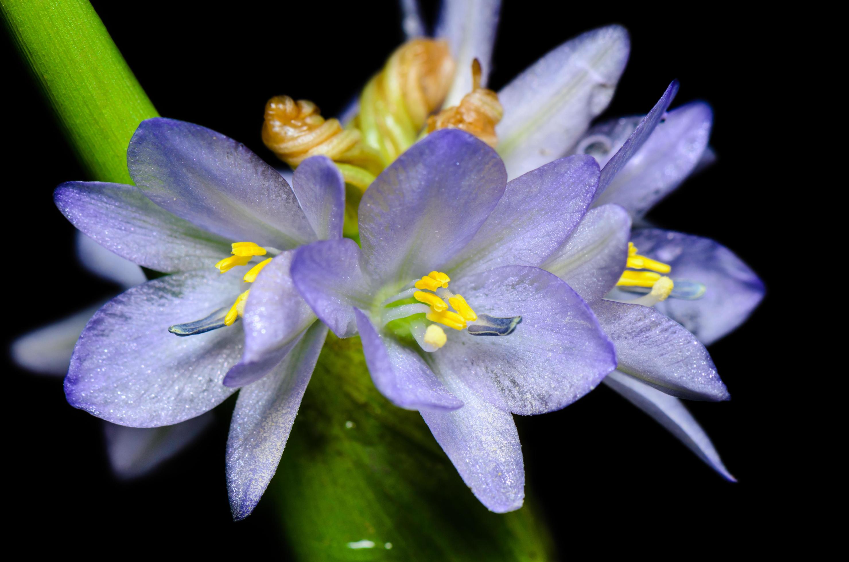 Purple flowers of Monochoria hastata Solms Stock Free