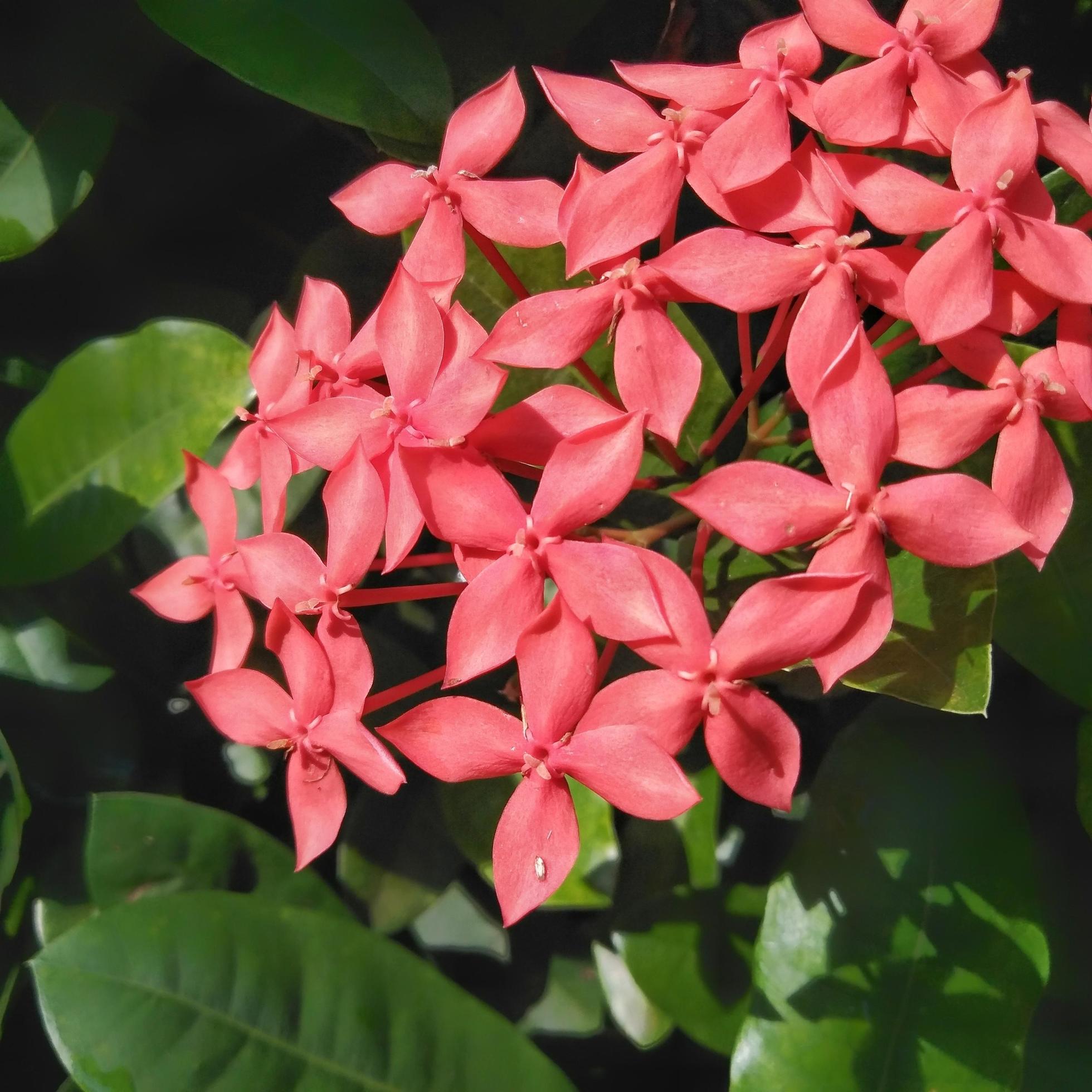 Bright red Ixora growing in the garden. close up. Ixora is a genus of flowering plants in the family Rubiaceae Stock Free