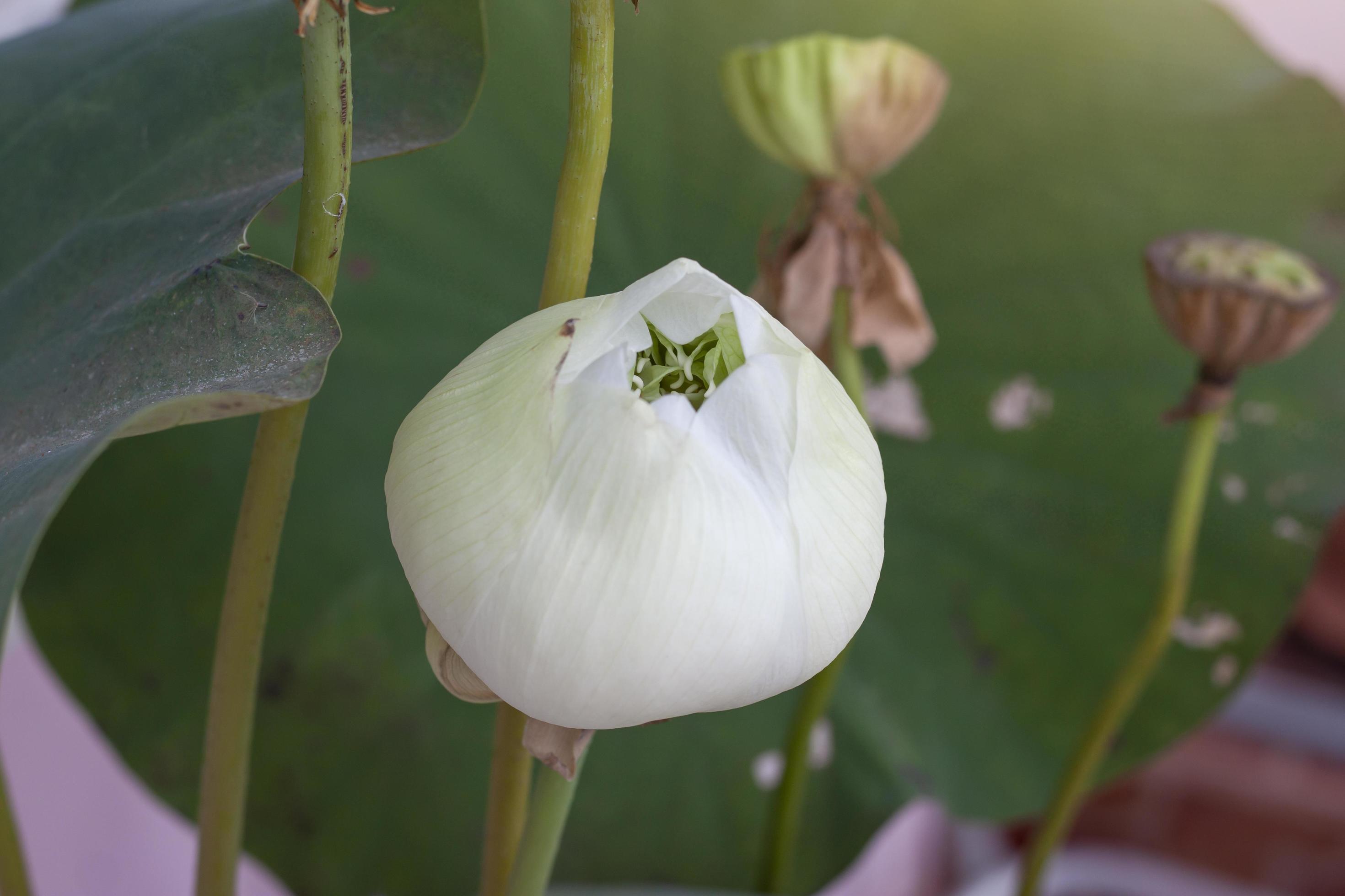 White lotus or water lily flower bud and blur lotus seed background in pond. Stock Free