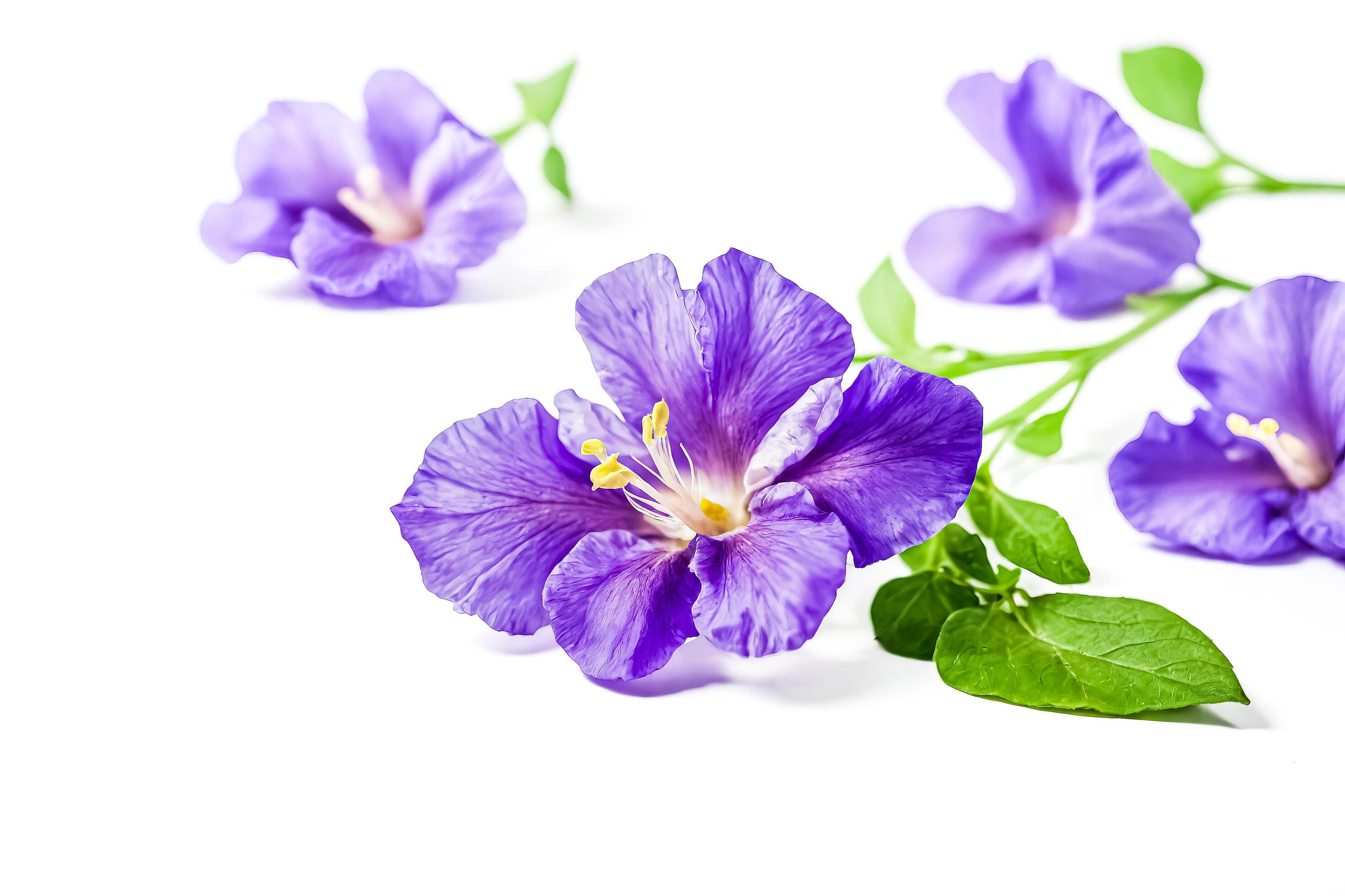 Purple Flower with Green Leaves on White Background Stock Free