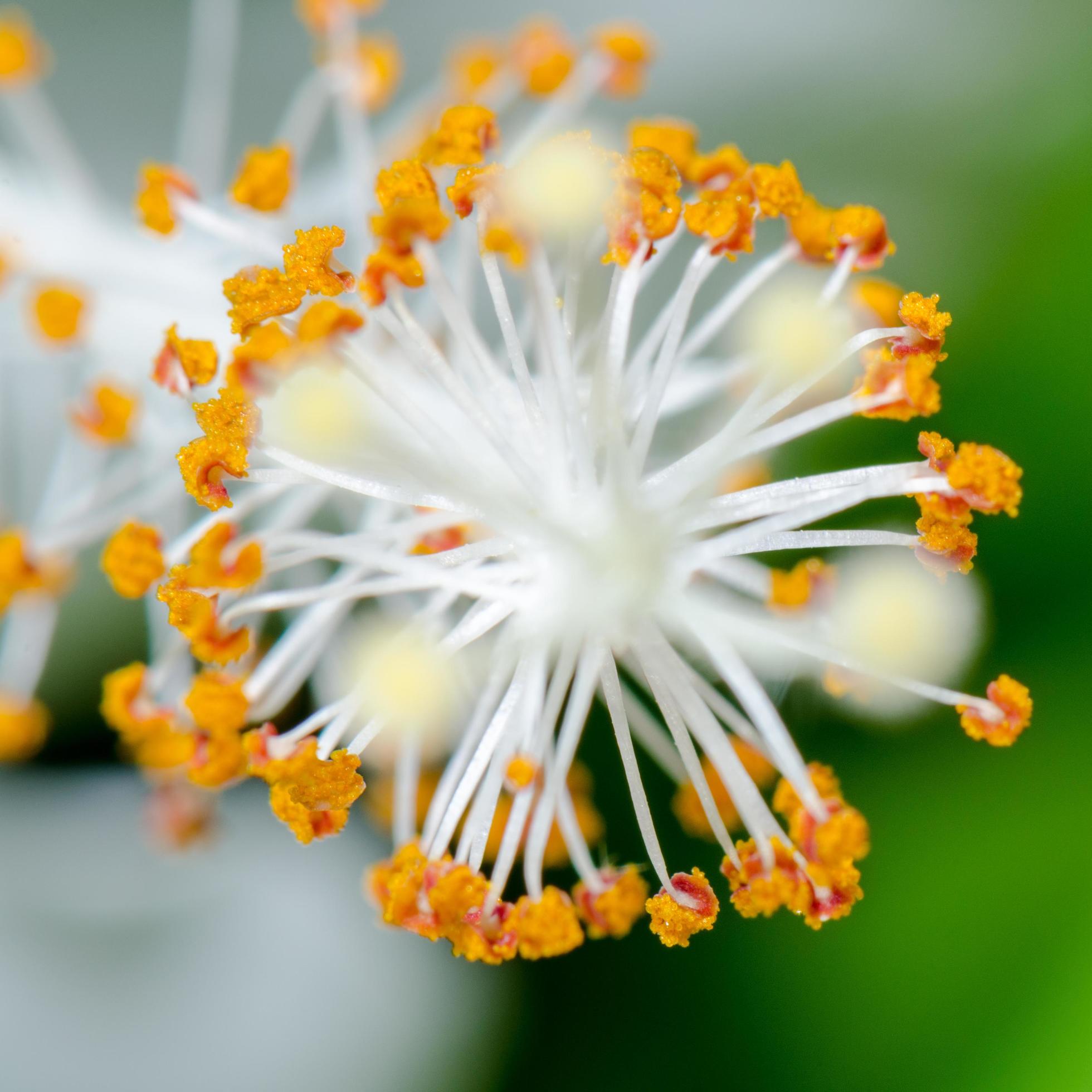 Carpel of the white Hibiscus flowers Stock Free