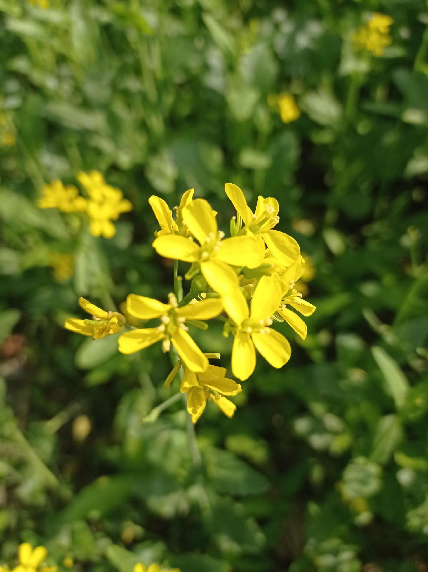 Mustard Flower Images Free Download Stock Free