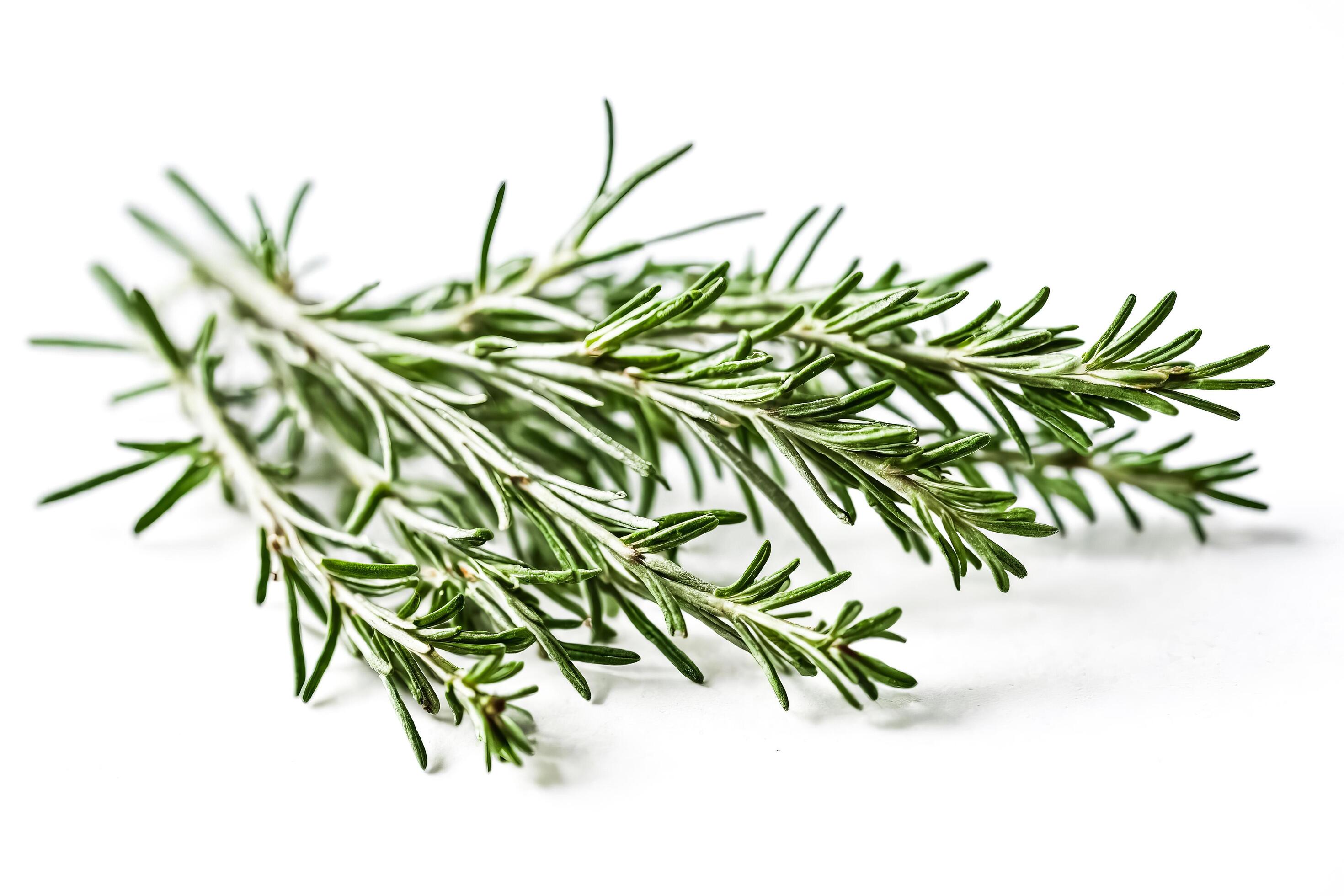 Fresh Rosemary Sprigs Isolated on White Background Stock Free