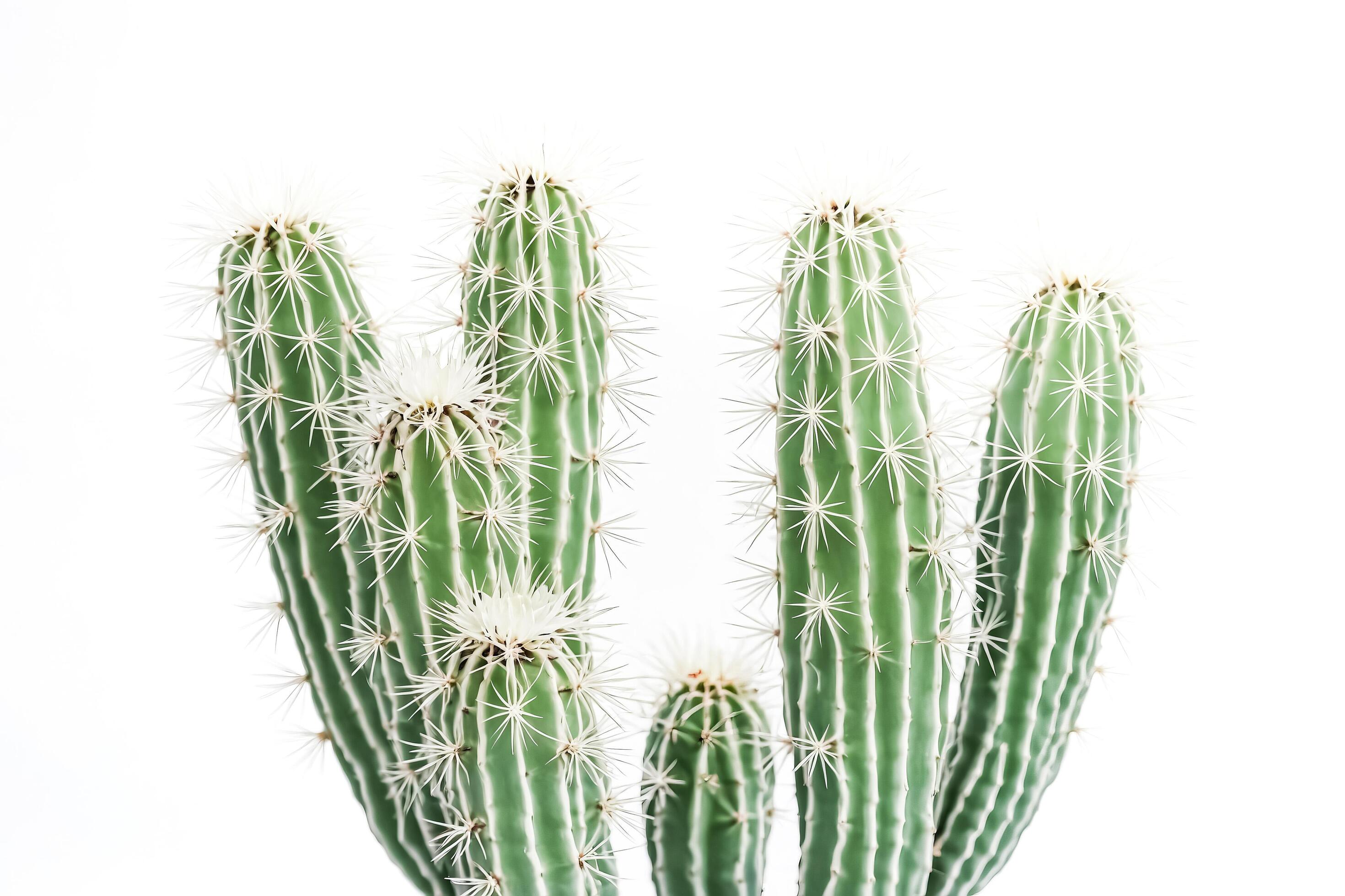 Green cactus with white spines on a white background Stock Free