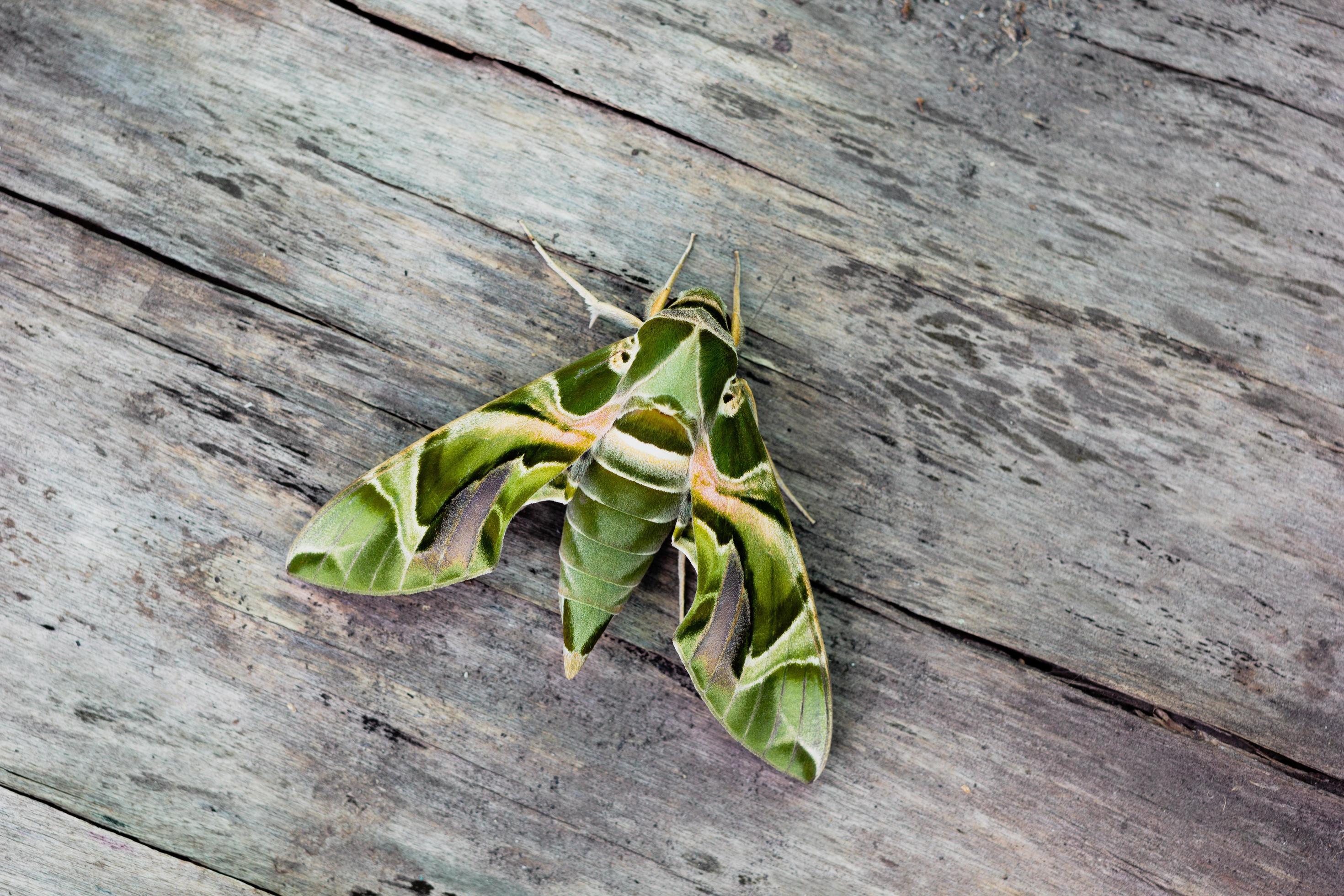 The Oleandar Hawk Moth or army green moth, is a moth of the family Sphingidae perched on a wooden floor. Stock Free