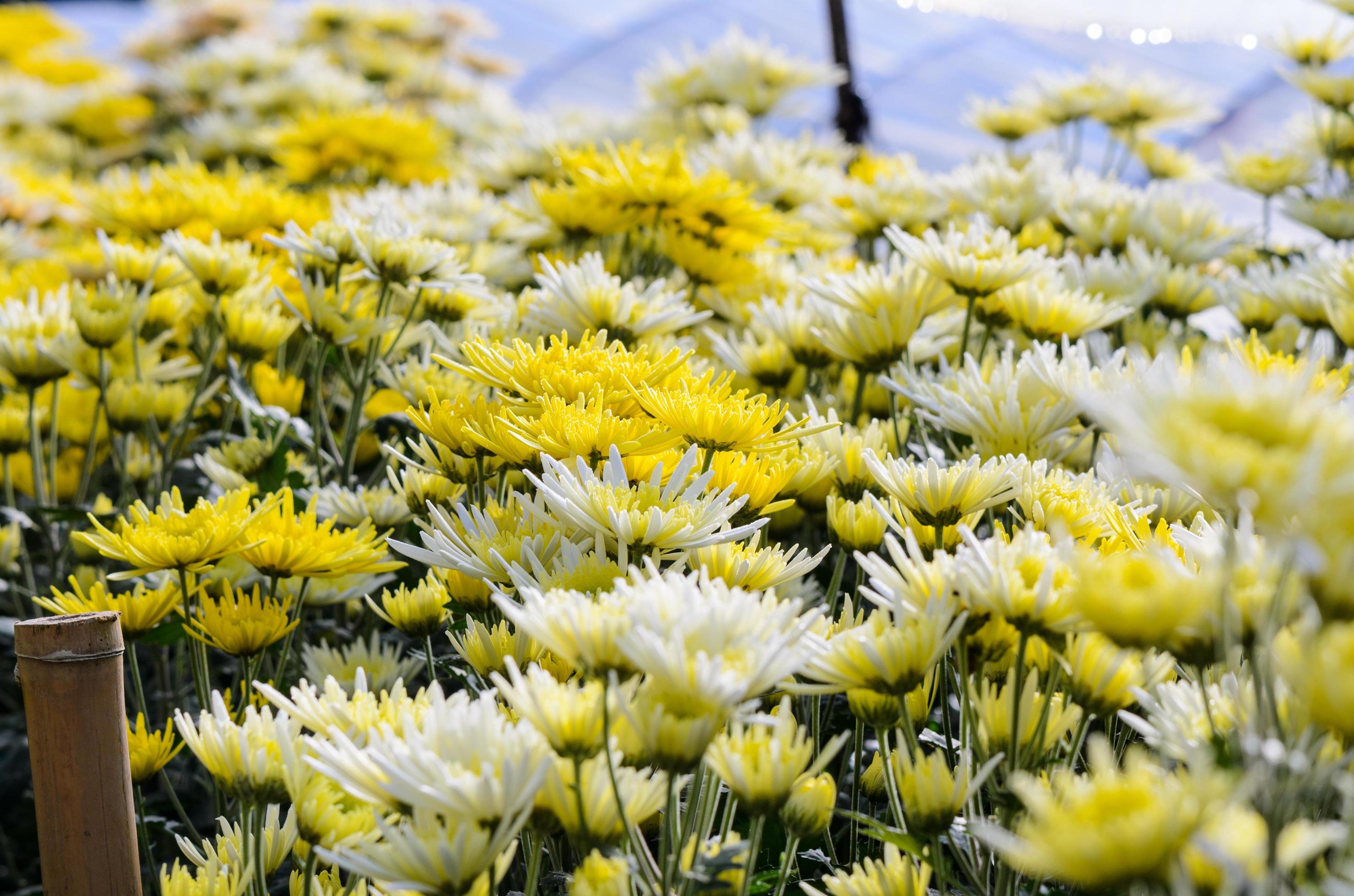 
									Chrysanthemum Morifolium flowers garden Stock Free