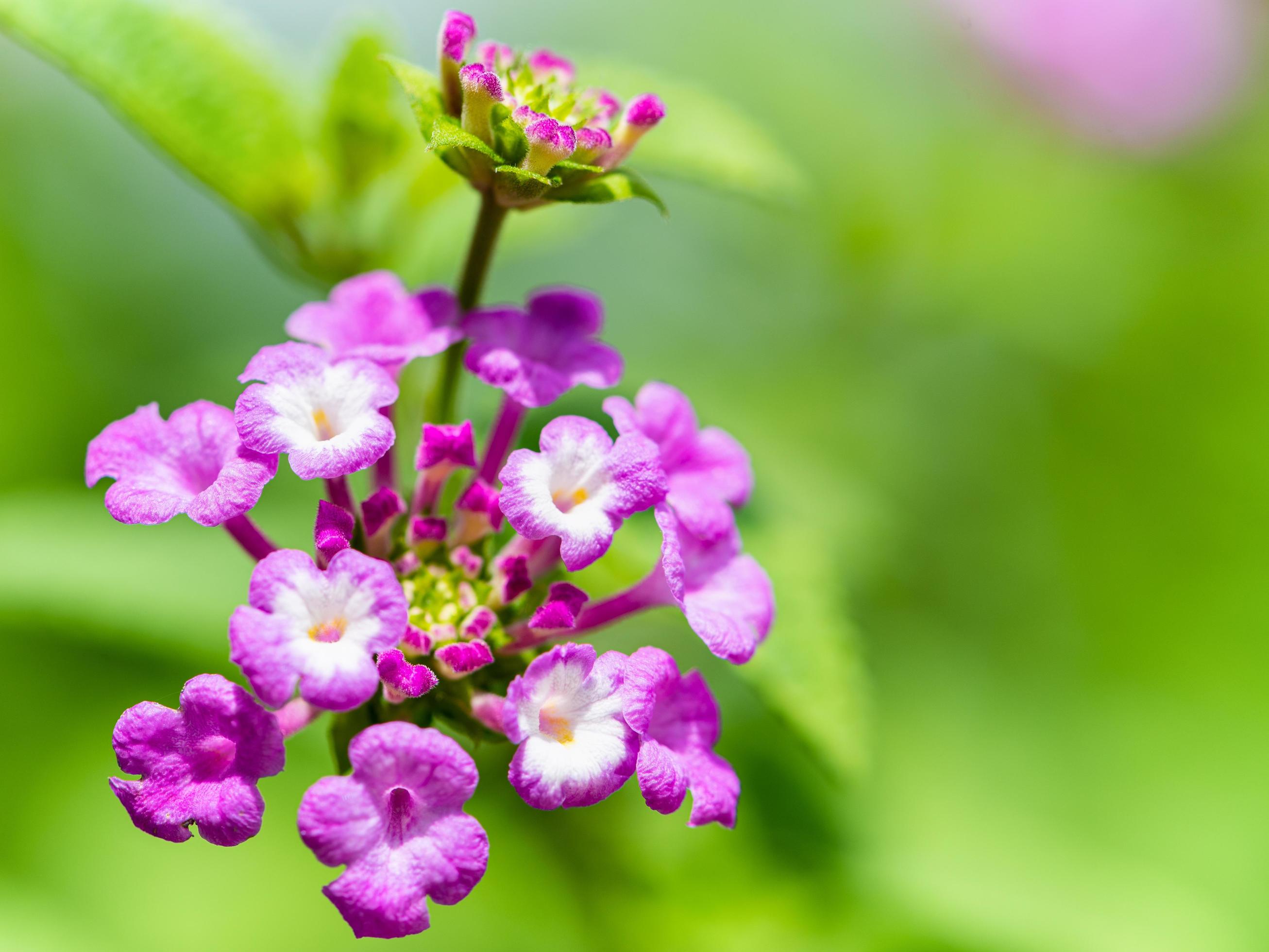 Closeup pink Lantana Camara flower Stock Free