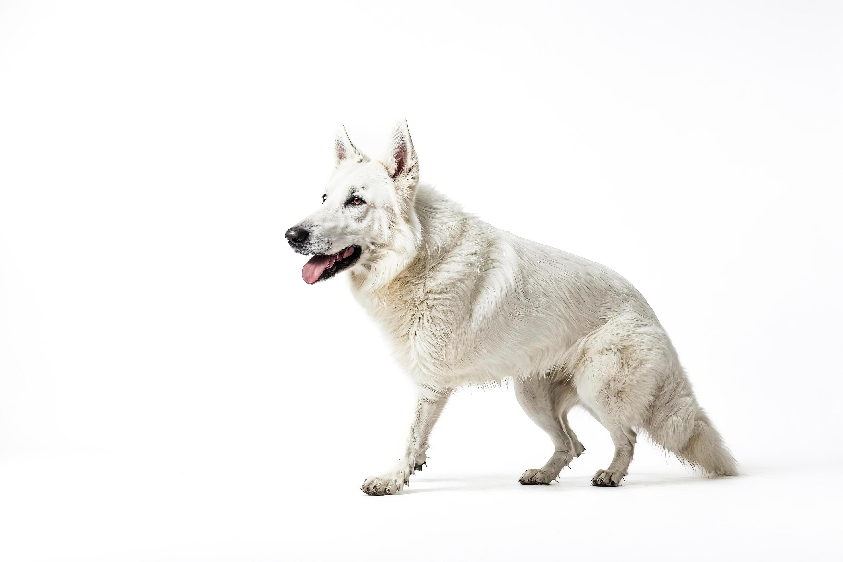 White Swiss Shepherd Dog Standing on White Background Stock Free