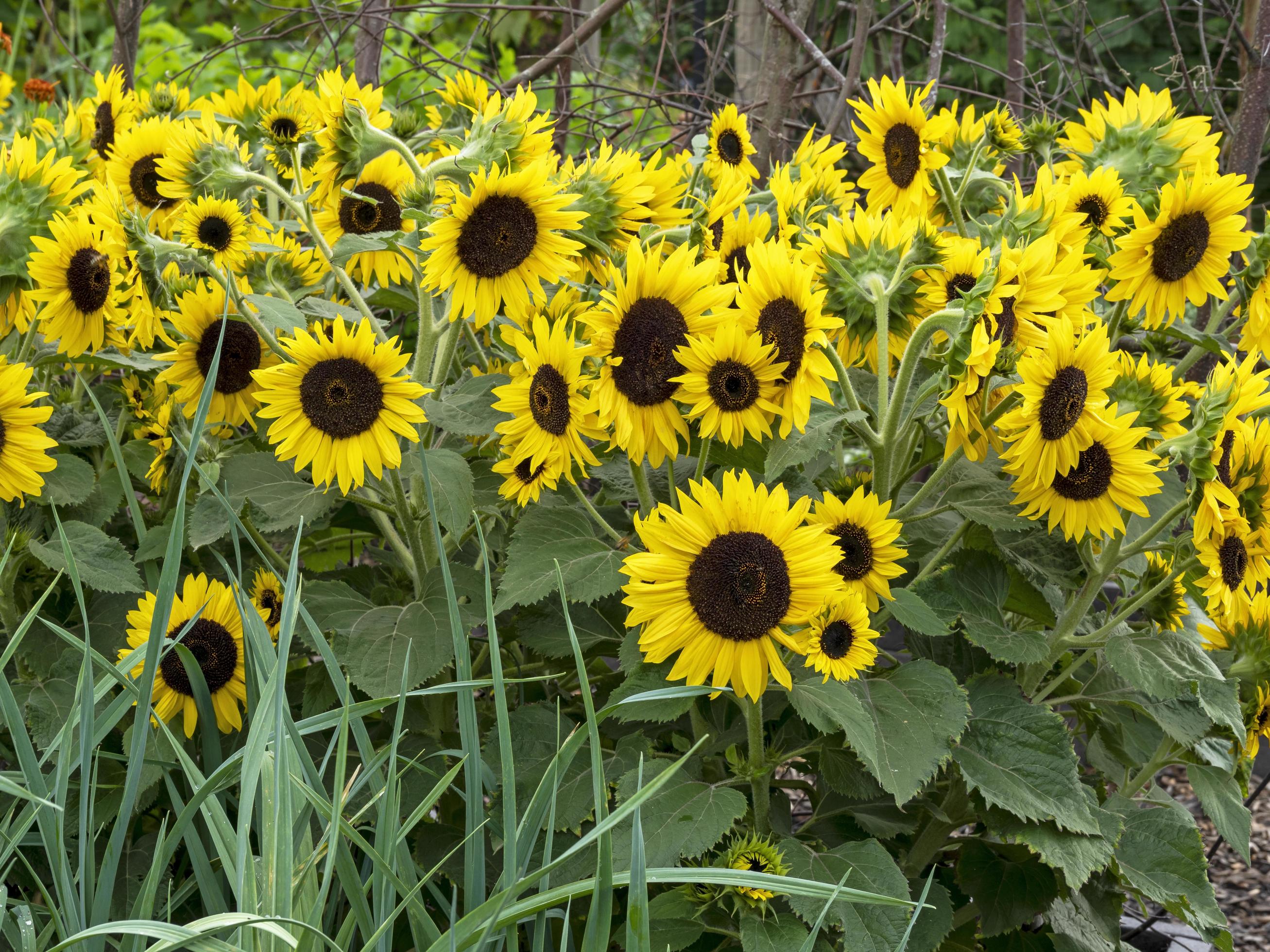 Sunflowers variety Waaoh flowering in a garden Stock Free