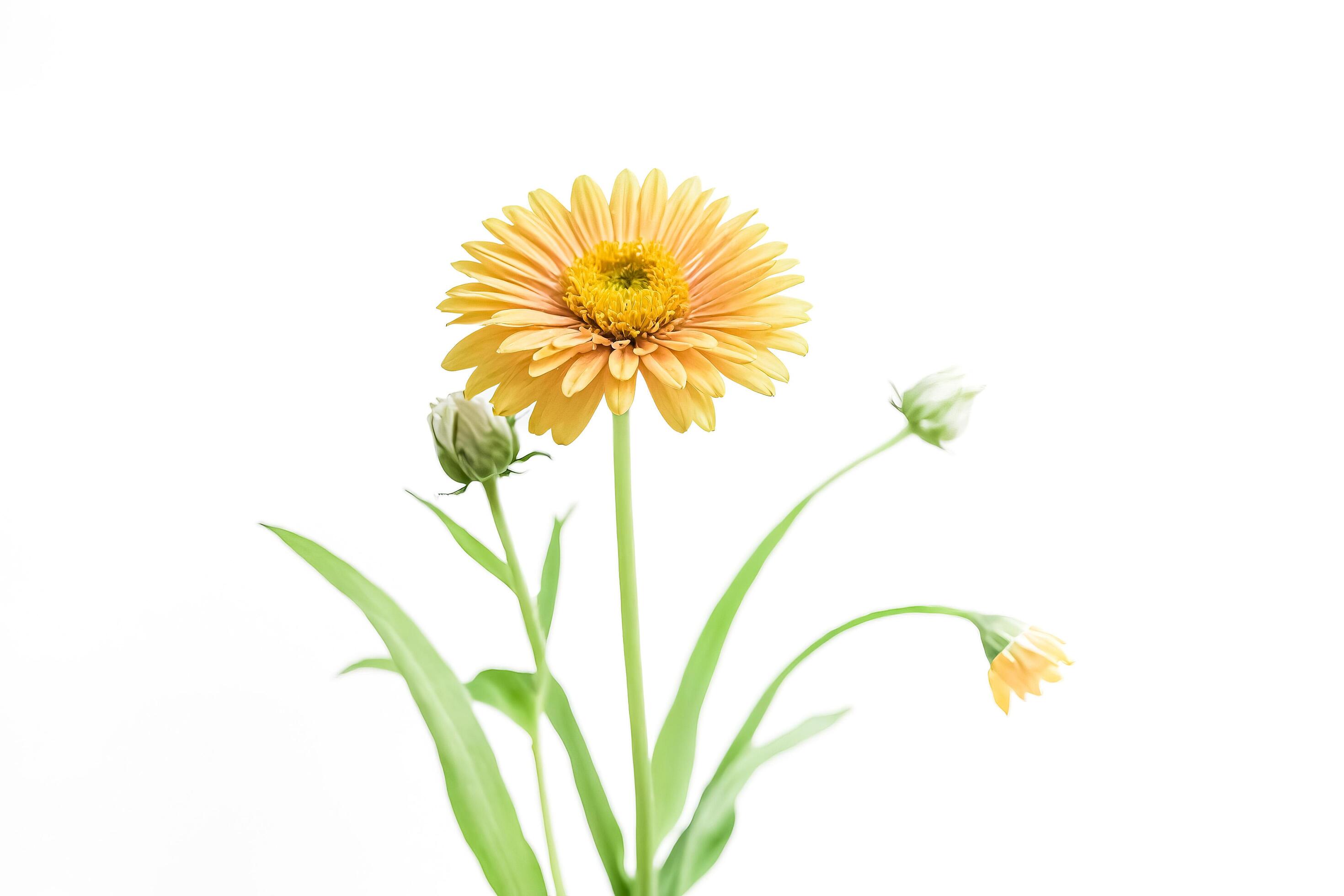 Yellow Flower with Buds on White Background Stock Free