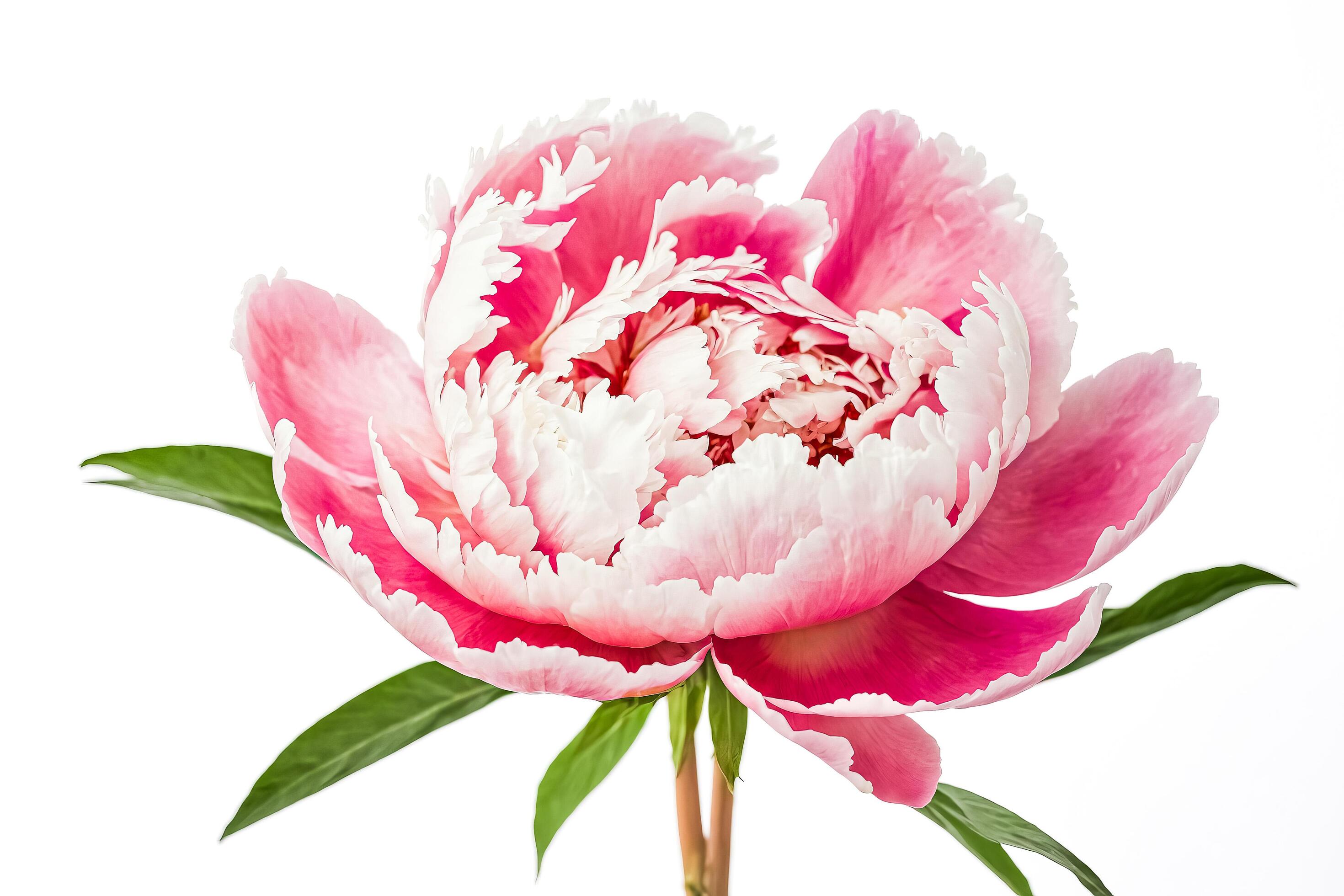 Pink and White Peony Flower Isolated on White Background Stock Free