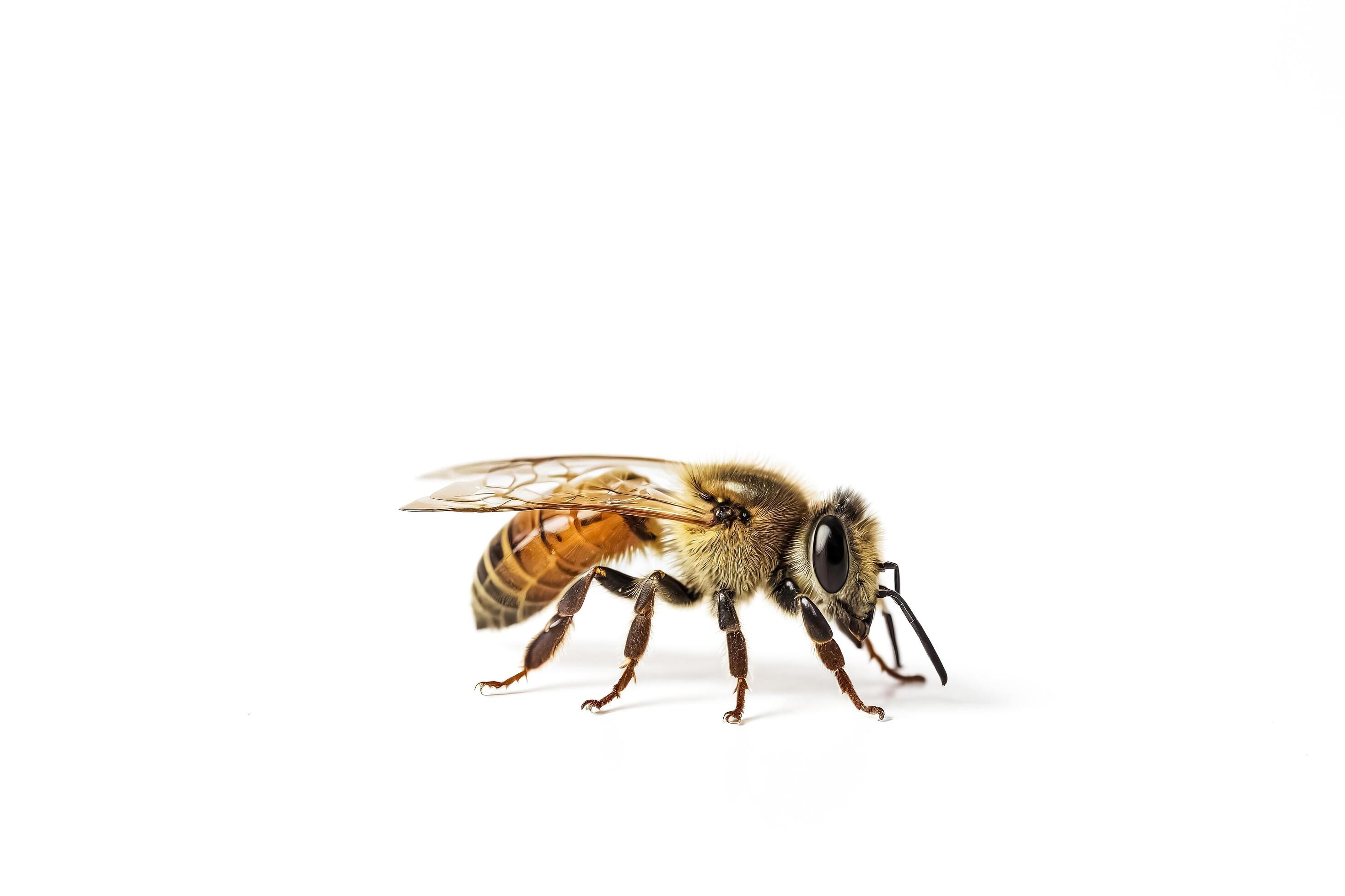 Closeup of a Honeybee on a White Background Stock Free