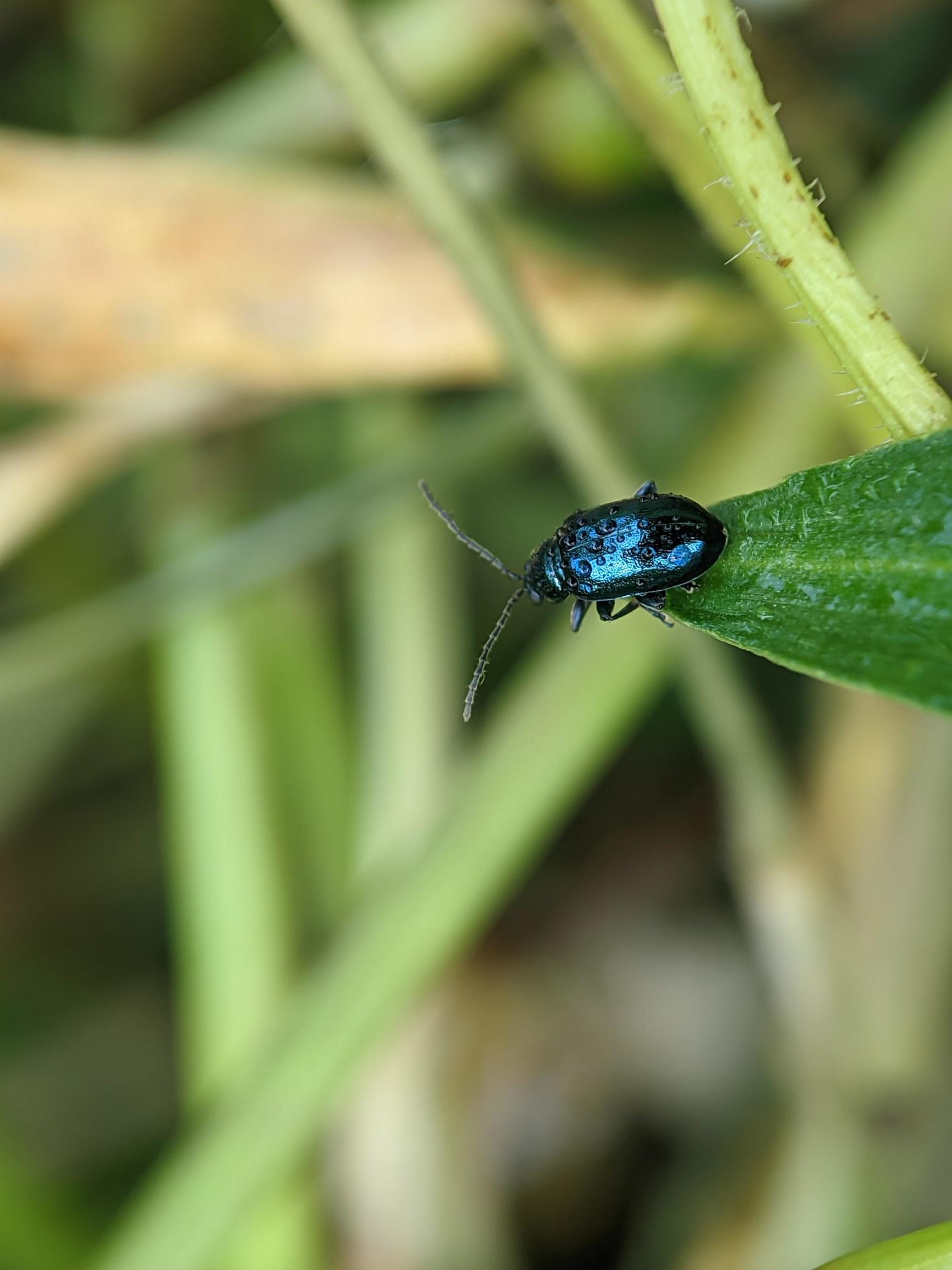 Aphthona is a genus of beetles, in the leaf beetle family Chrysomelidae, native to Europe and Asia Stock Free