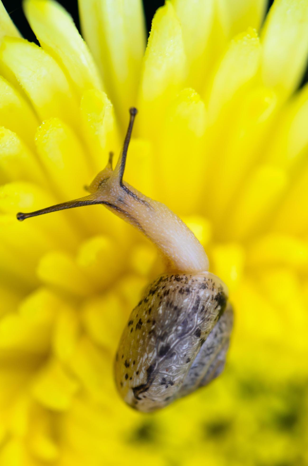 Close up Snail on yellow Chrysanthemum flowers Stock Free