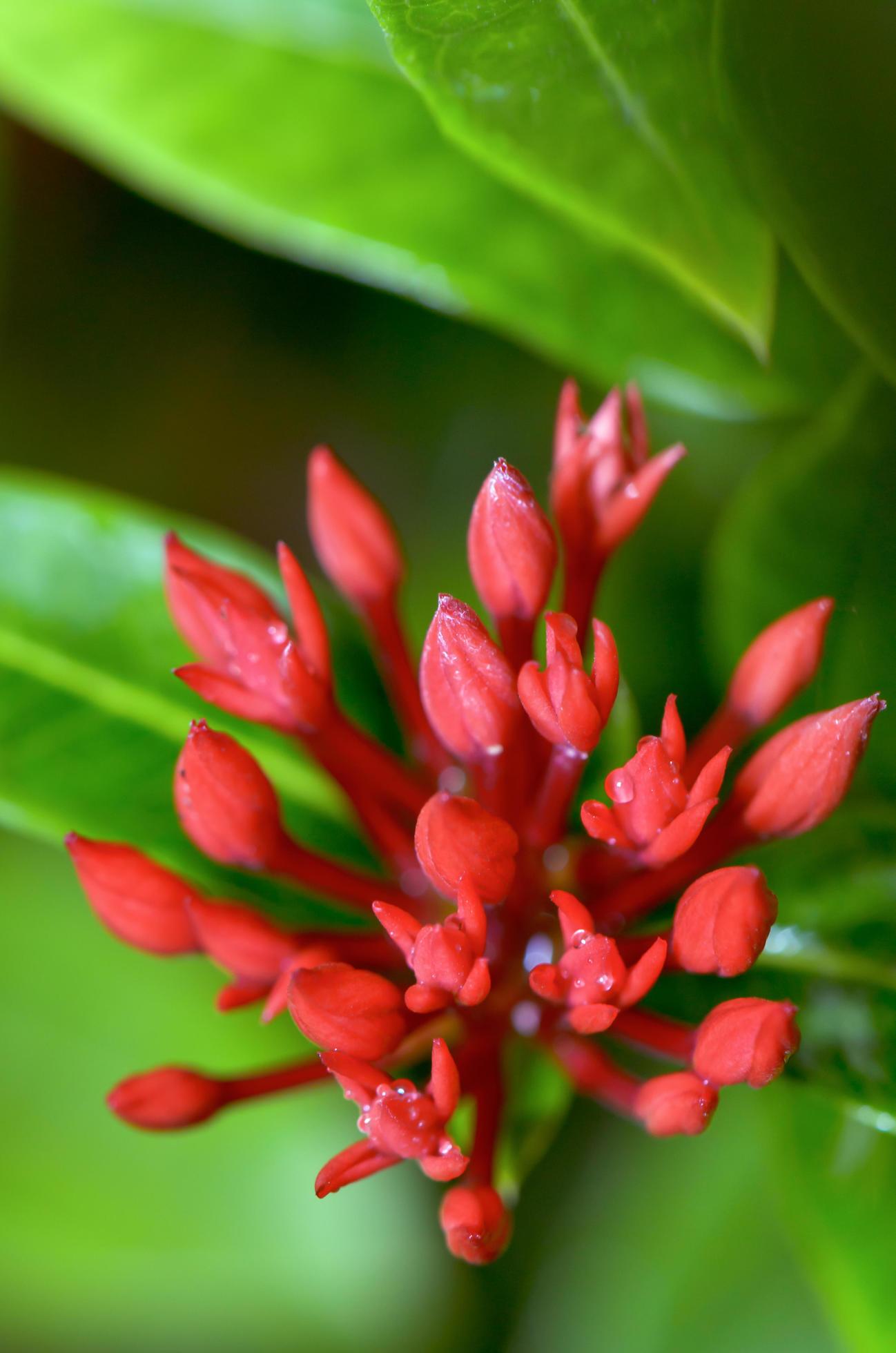 Red buds flower of Ixora chinensis Lamk Stock Free