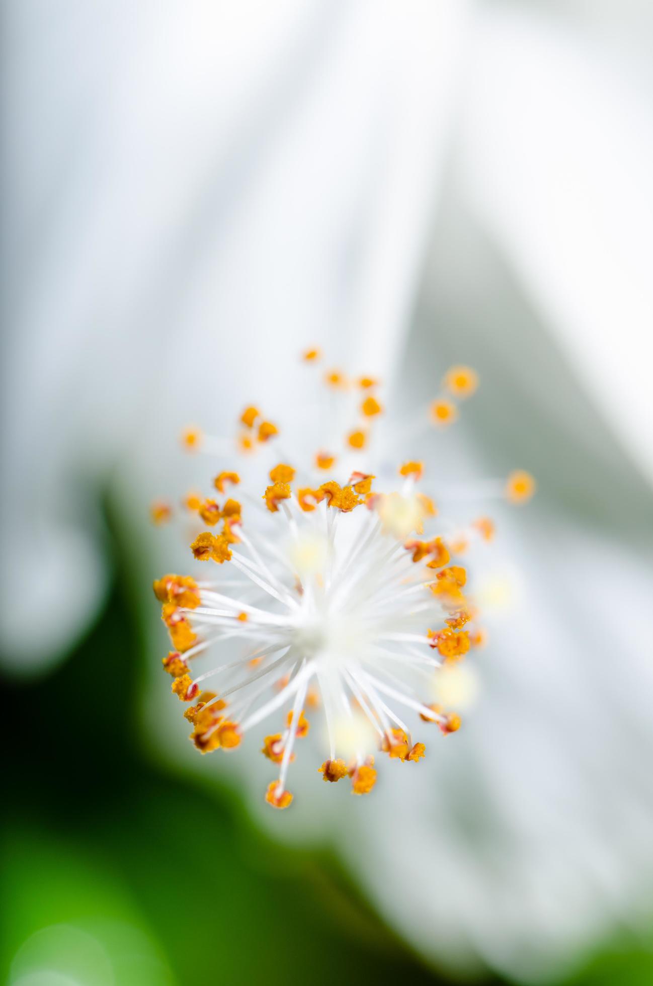 Carpel of the white Hibiscus flowers Stock Free