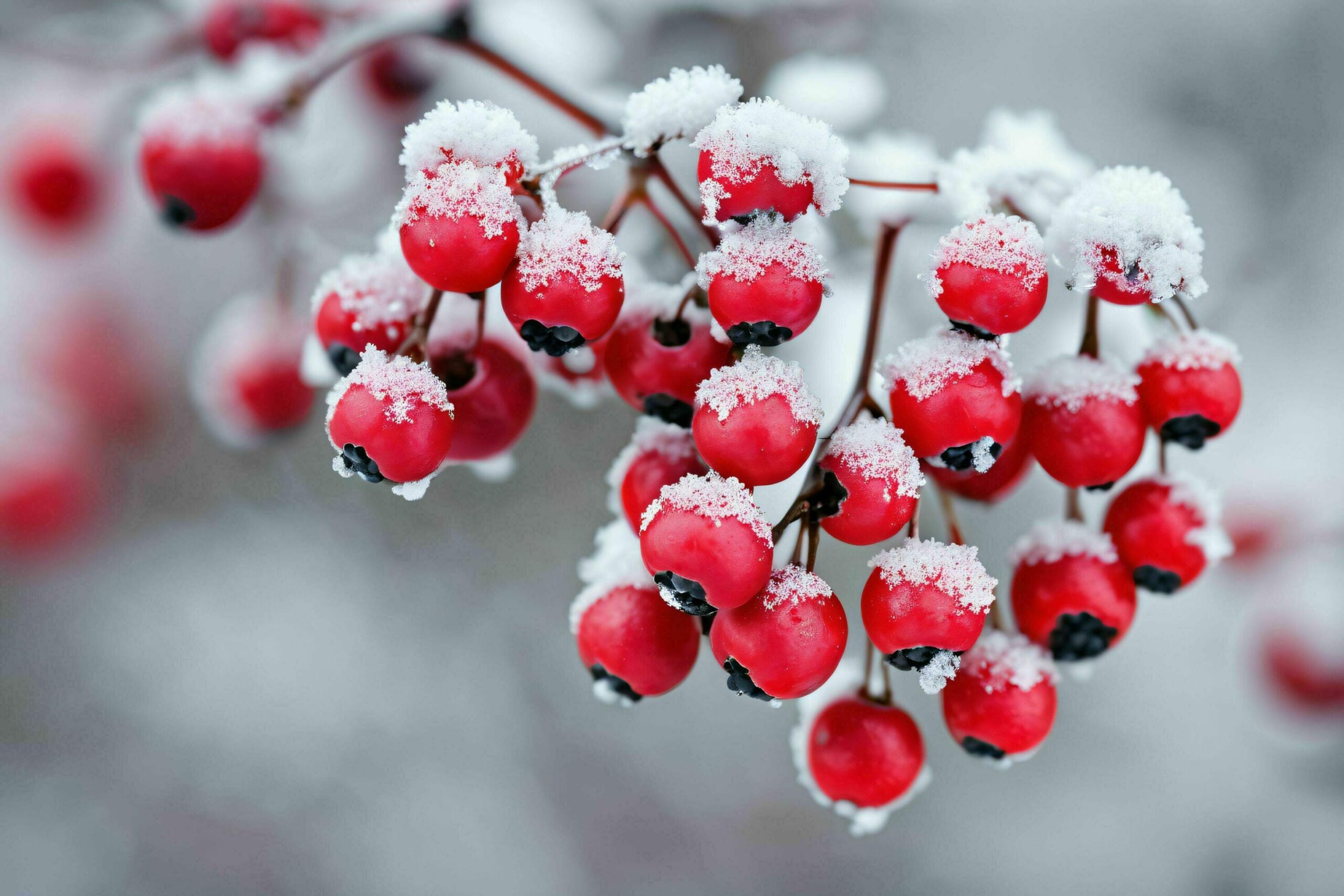 Red Berries Branch Covered in Snow Free Photo