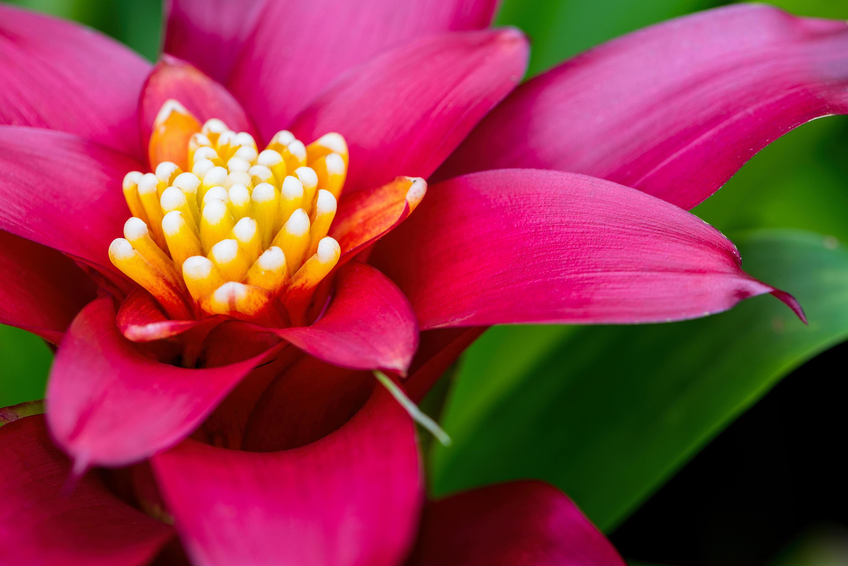 Close up Aechmea Fasciata flower Stock Free