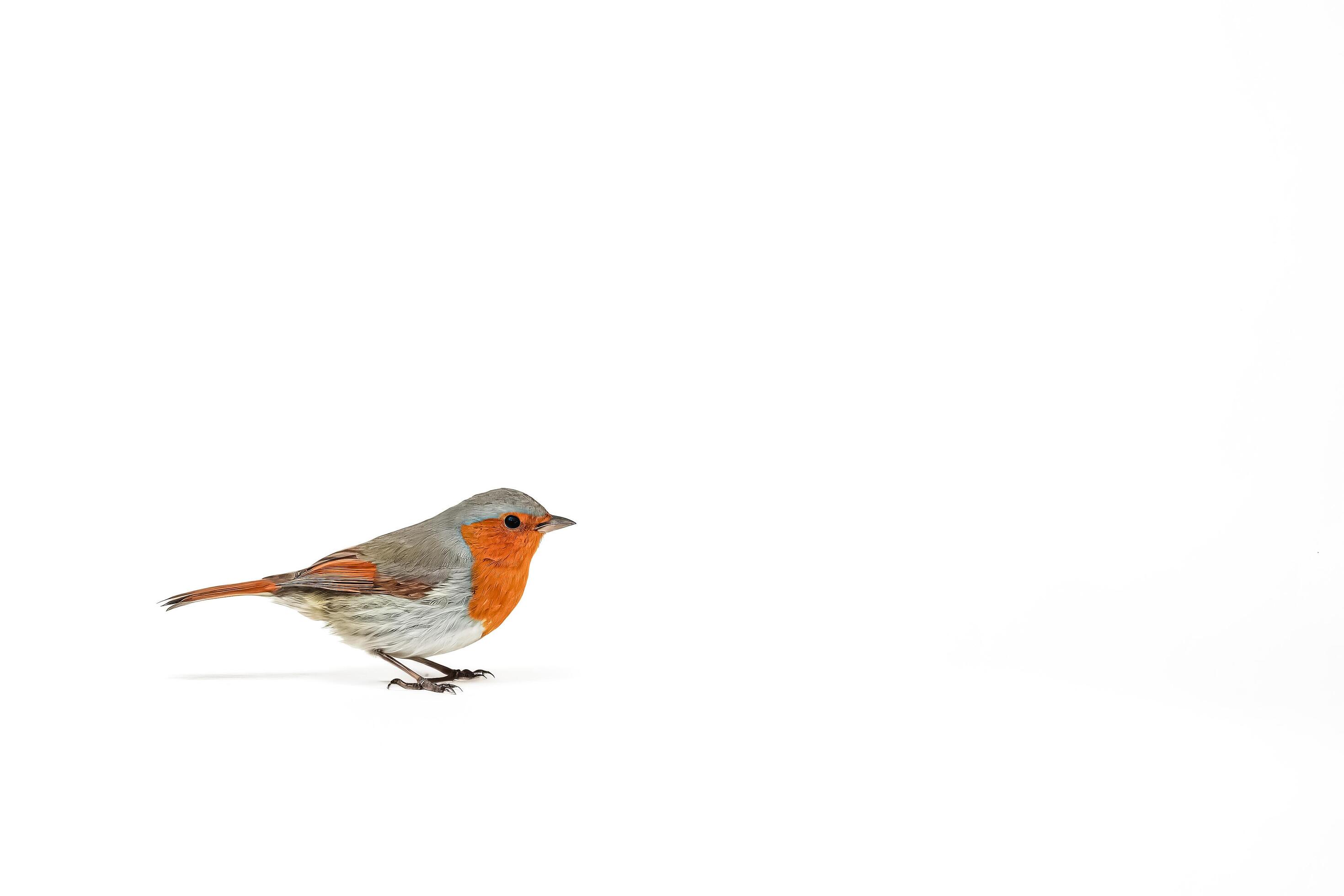 Robin bird isolated on white background Stock Free