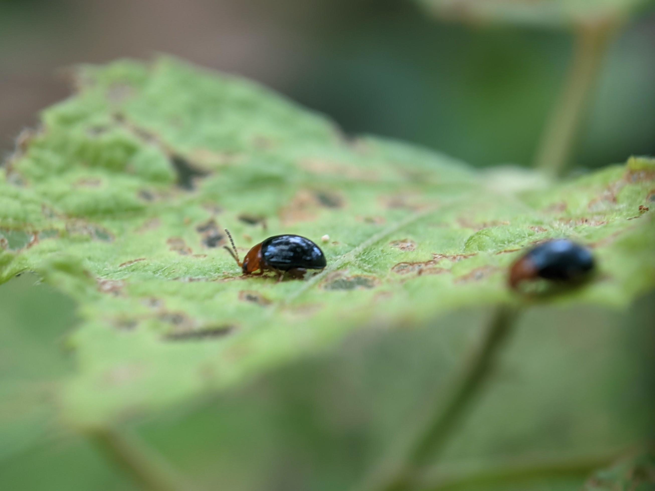 Aphthona is a genus of beetles, in the leaf beetle family Chrysomelidae, native to Europe and Asia Stock Free