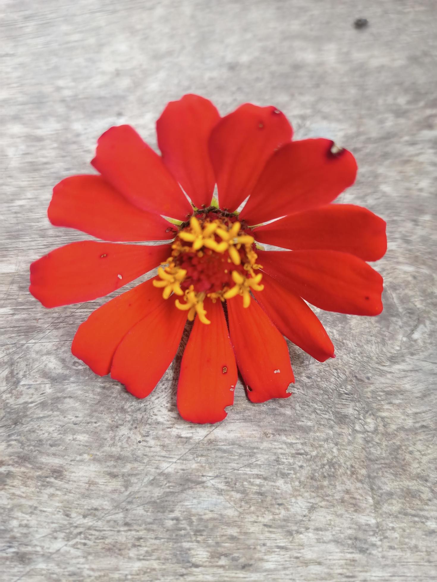 flowers with natural texture on wooden background Stock Free