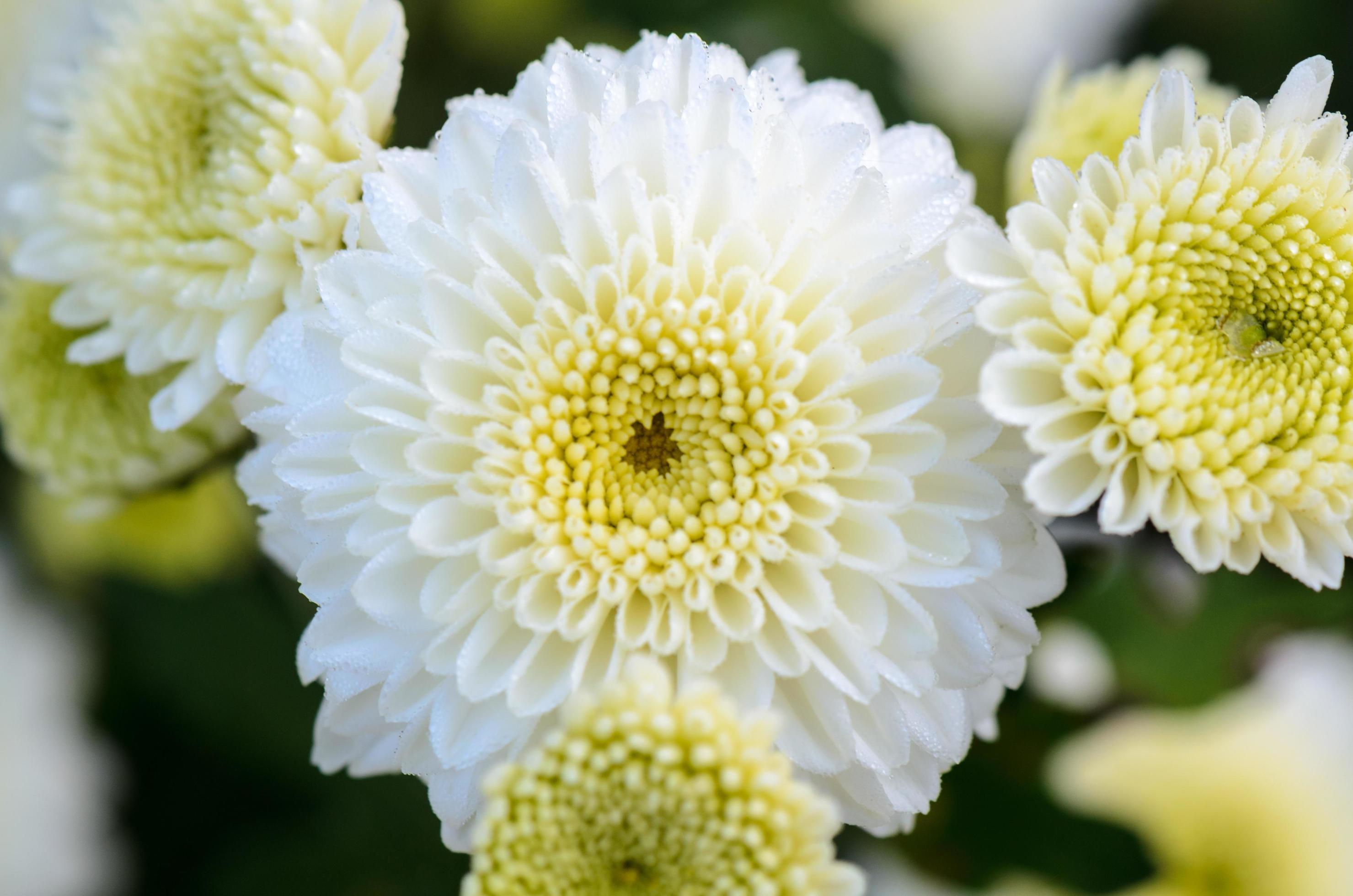 Close up white Chrysanthemum Morifolium flower Stock Free