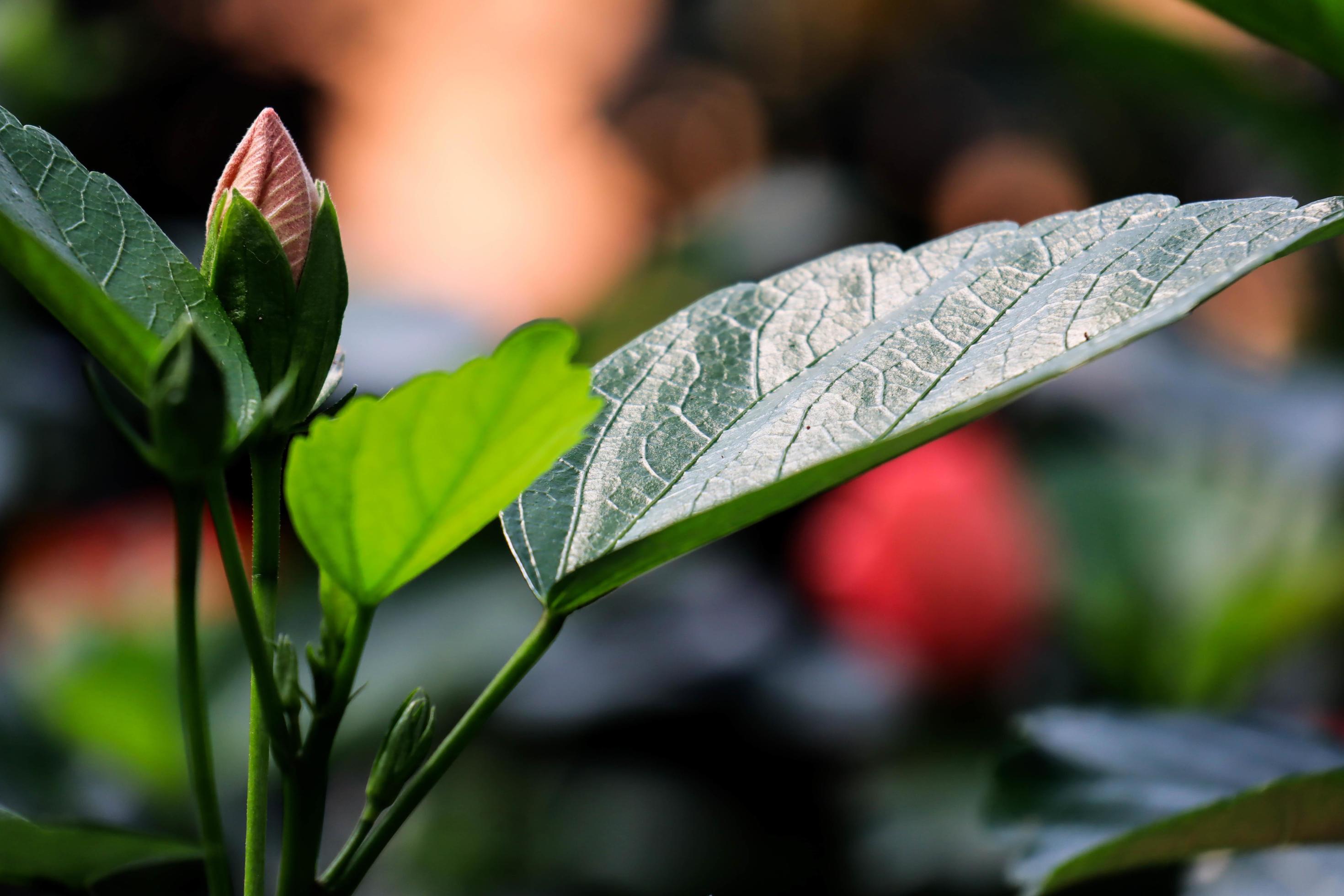 
									fresh green leaves with budding flowers Stock Free