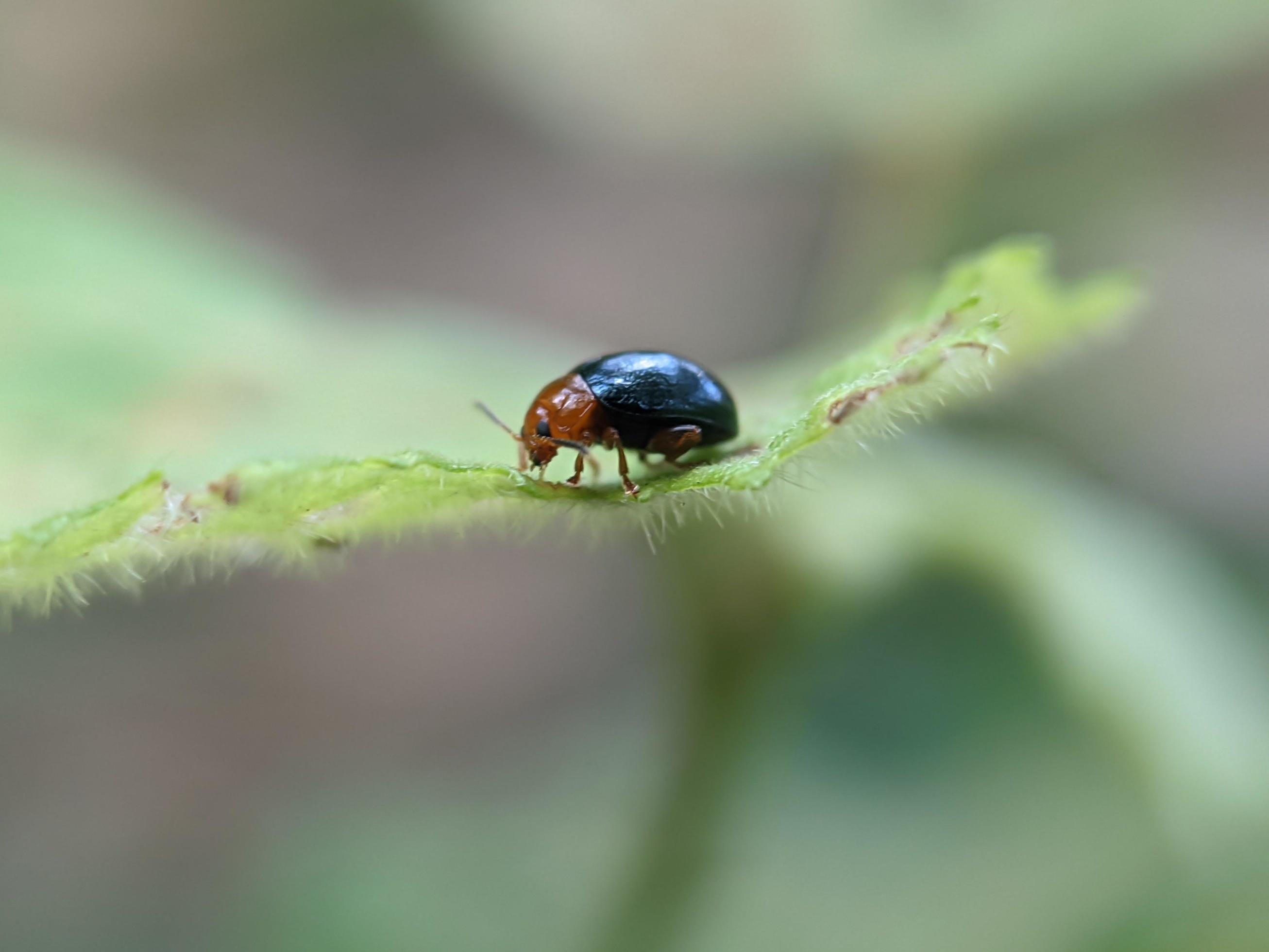 Aphthona is a genus of beetles, in the leaf beetle family Chrysomelidae, native to Europe and Asia Stock Free