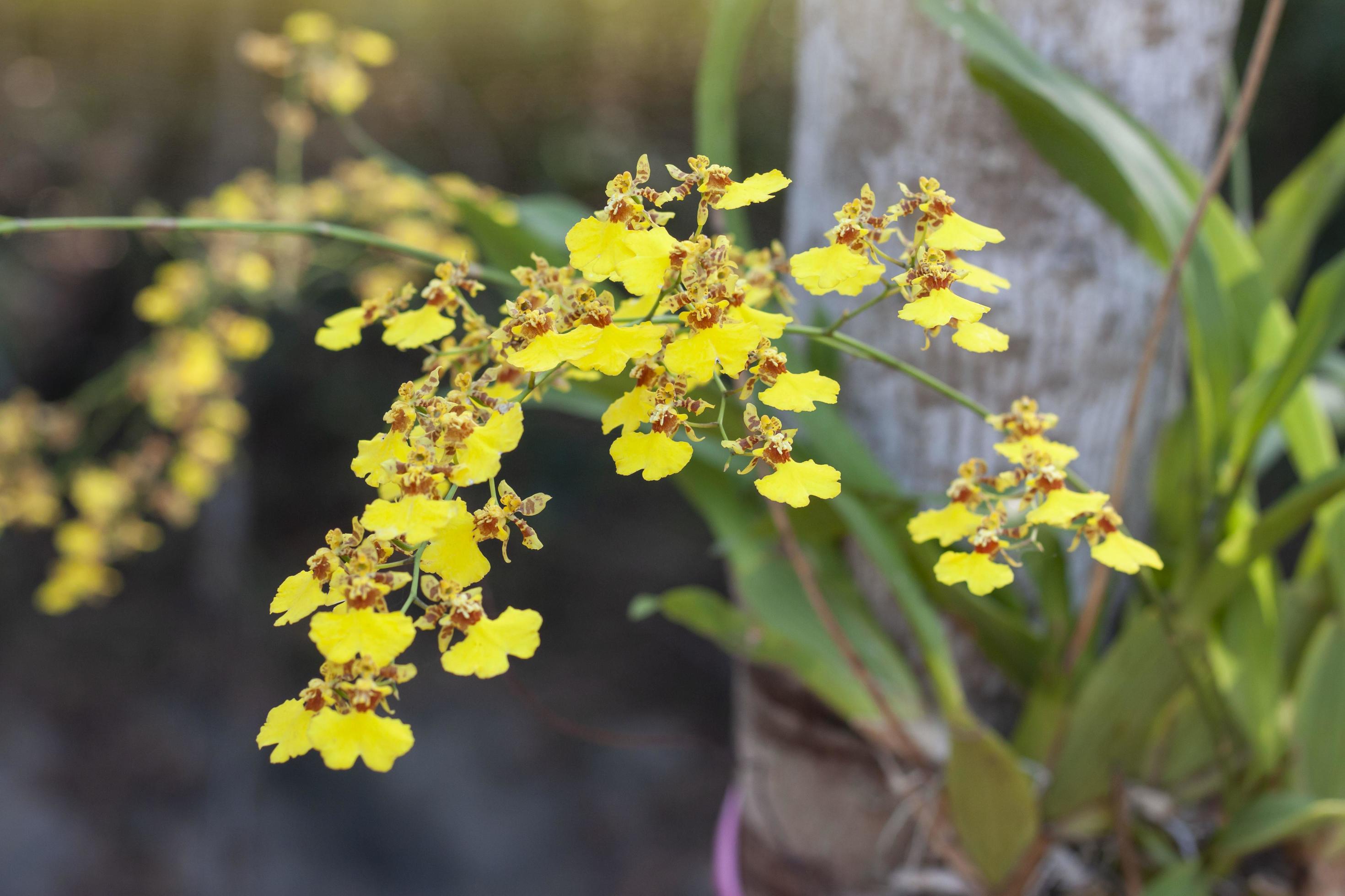 Dendrobium lindleyi Steud or Honey fragrant is yellow orchid flower bloom on tree with sunlight on nature background. Stock Free