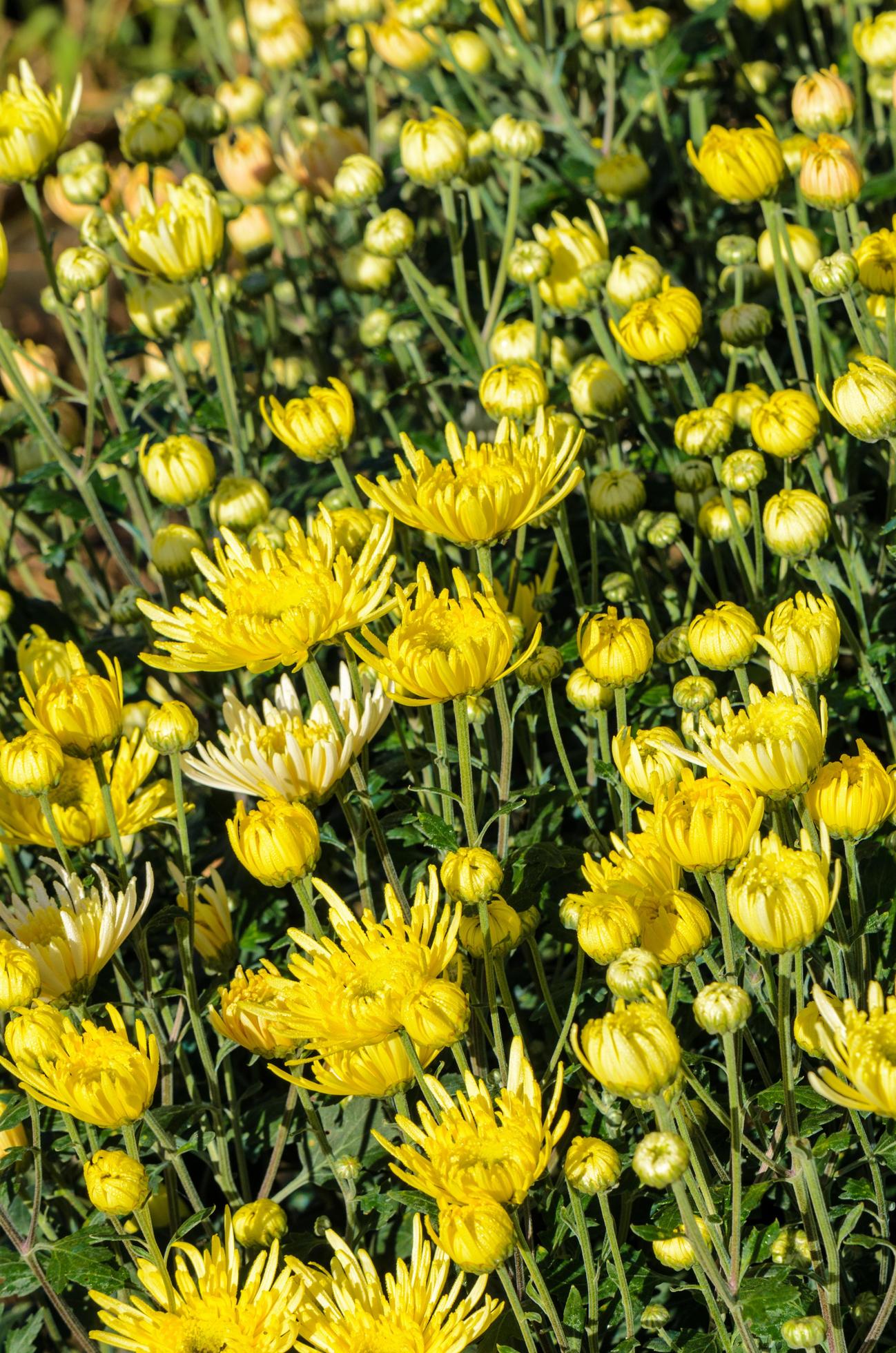 Buds of yellow Chrysanthemum Morifolium flowers in the garden Stock Free