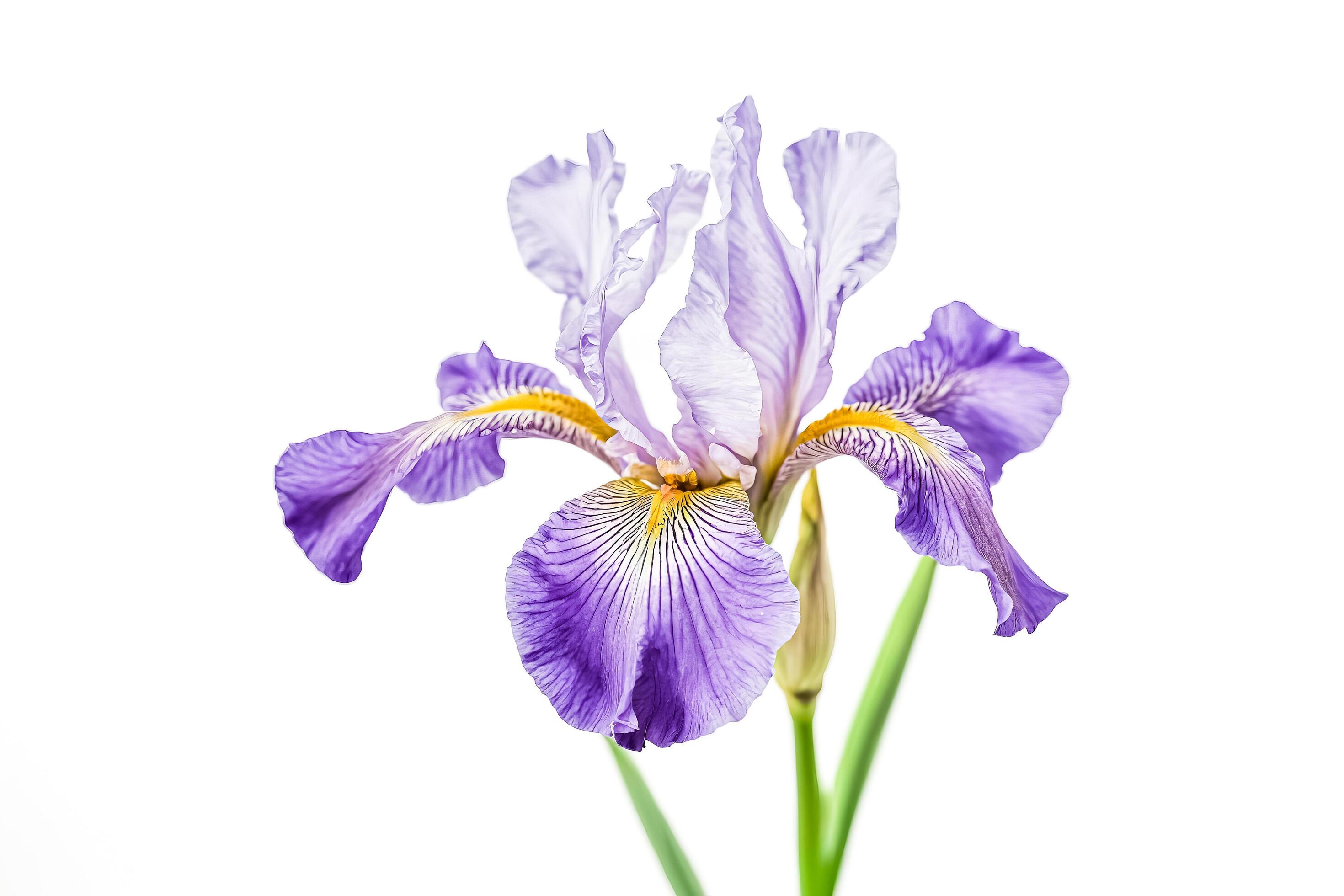 Purple Iris Flower Isolated on White Background Stock Free