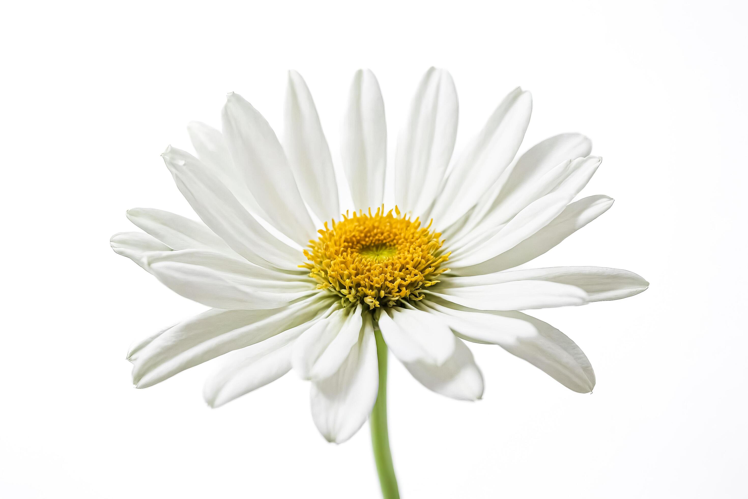 Single White Daisy Flower Isolated on White Background Stock Free