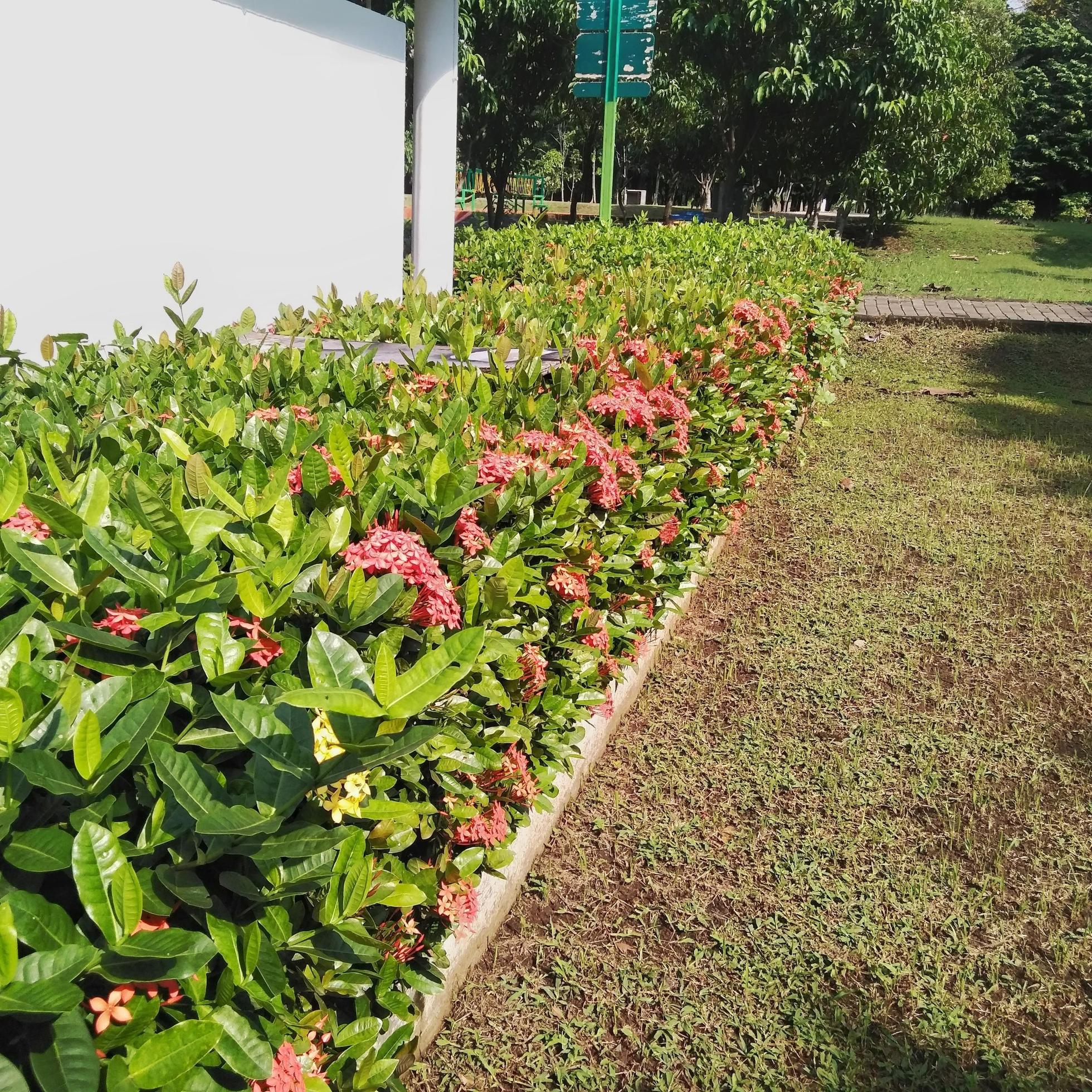 Bright red Ixora growing in the garden. close up. Ixora is a genus of flowering plants in the family Rubiaceae Stock Free