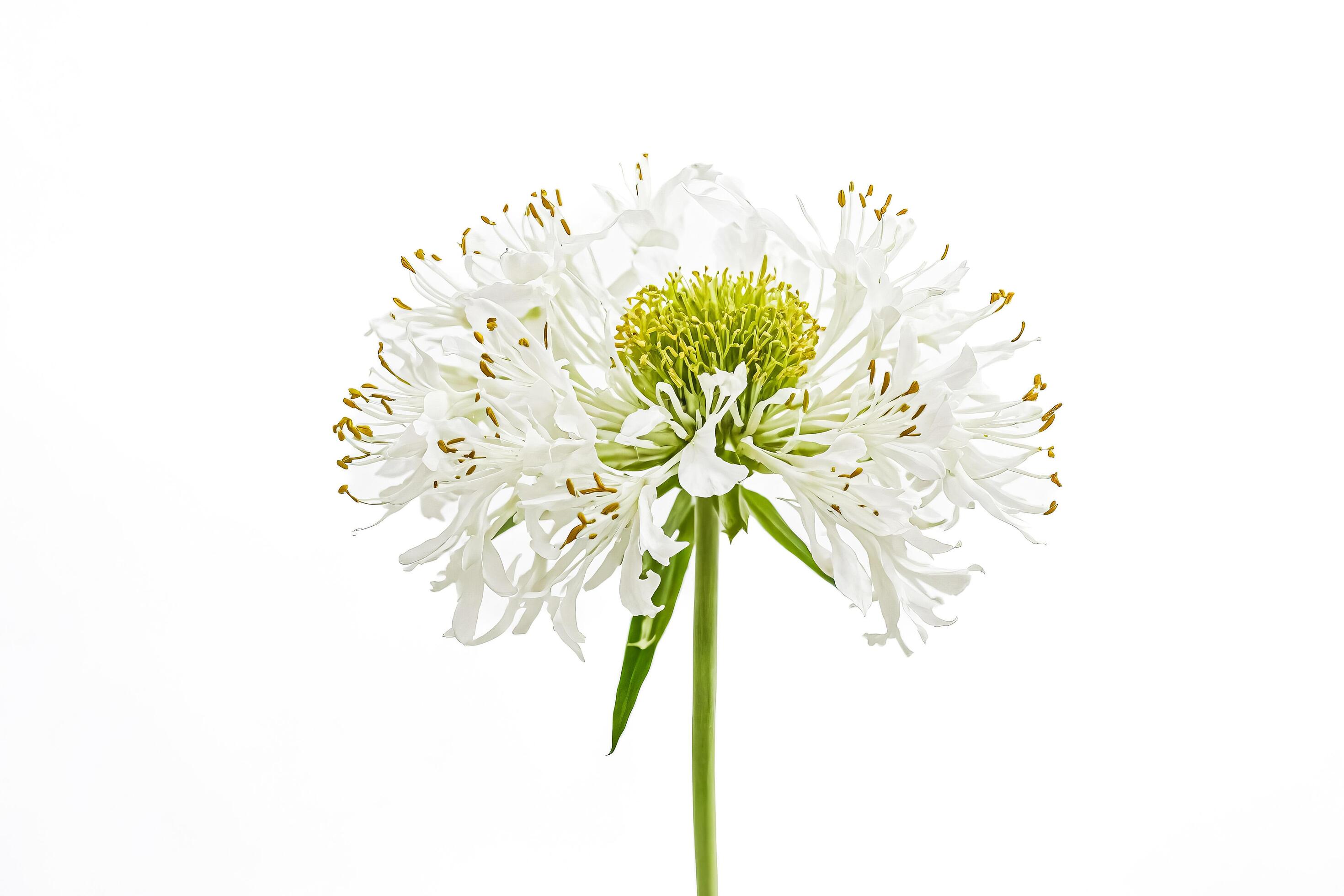 White Flower with Yellow Stamens Isolated on White Background Stock Free