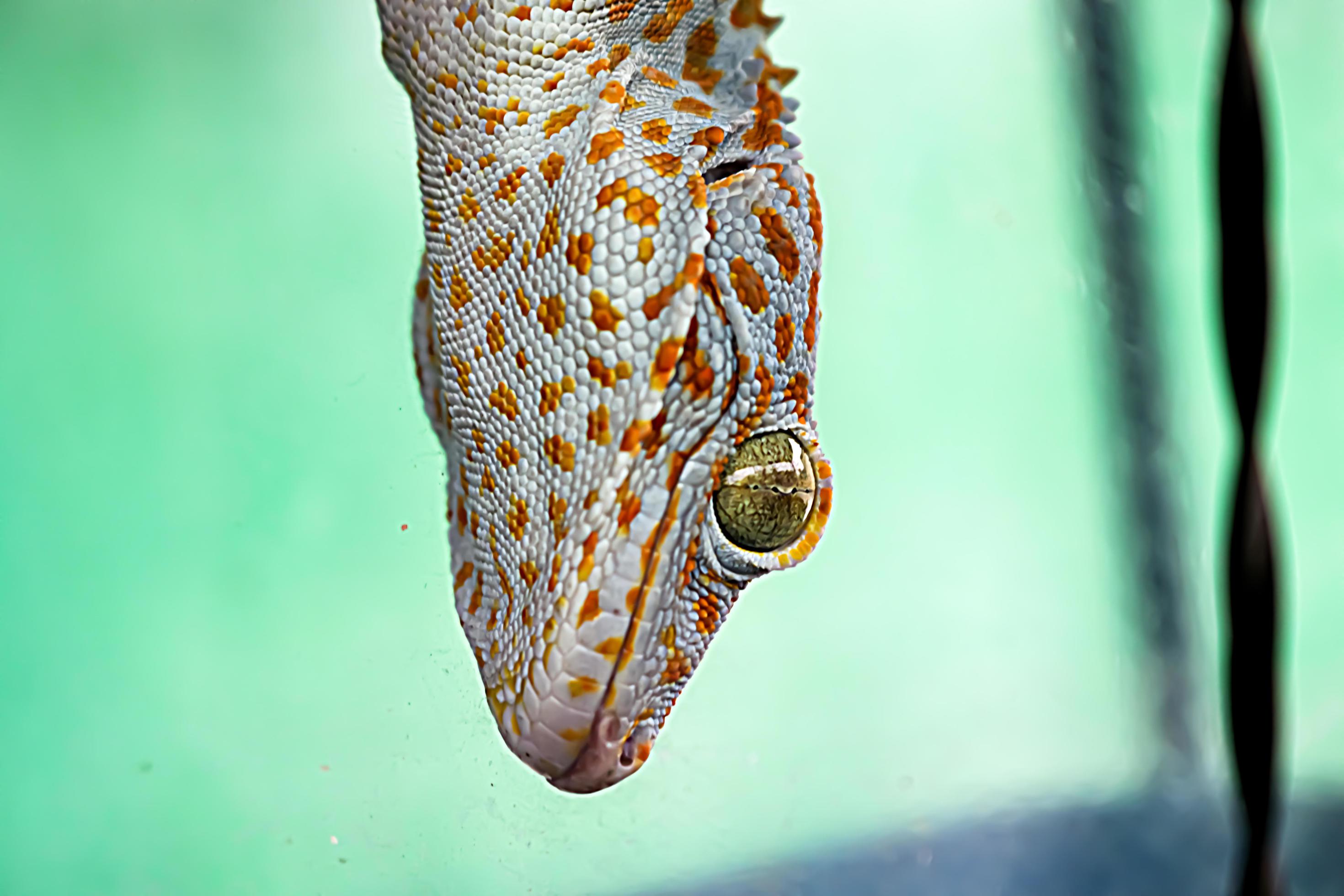 big gecko lizard lizard family reptile animal on the roof of the house Stock Free