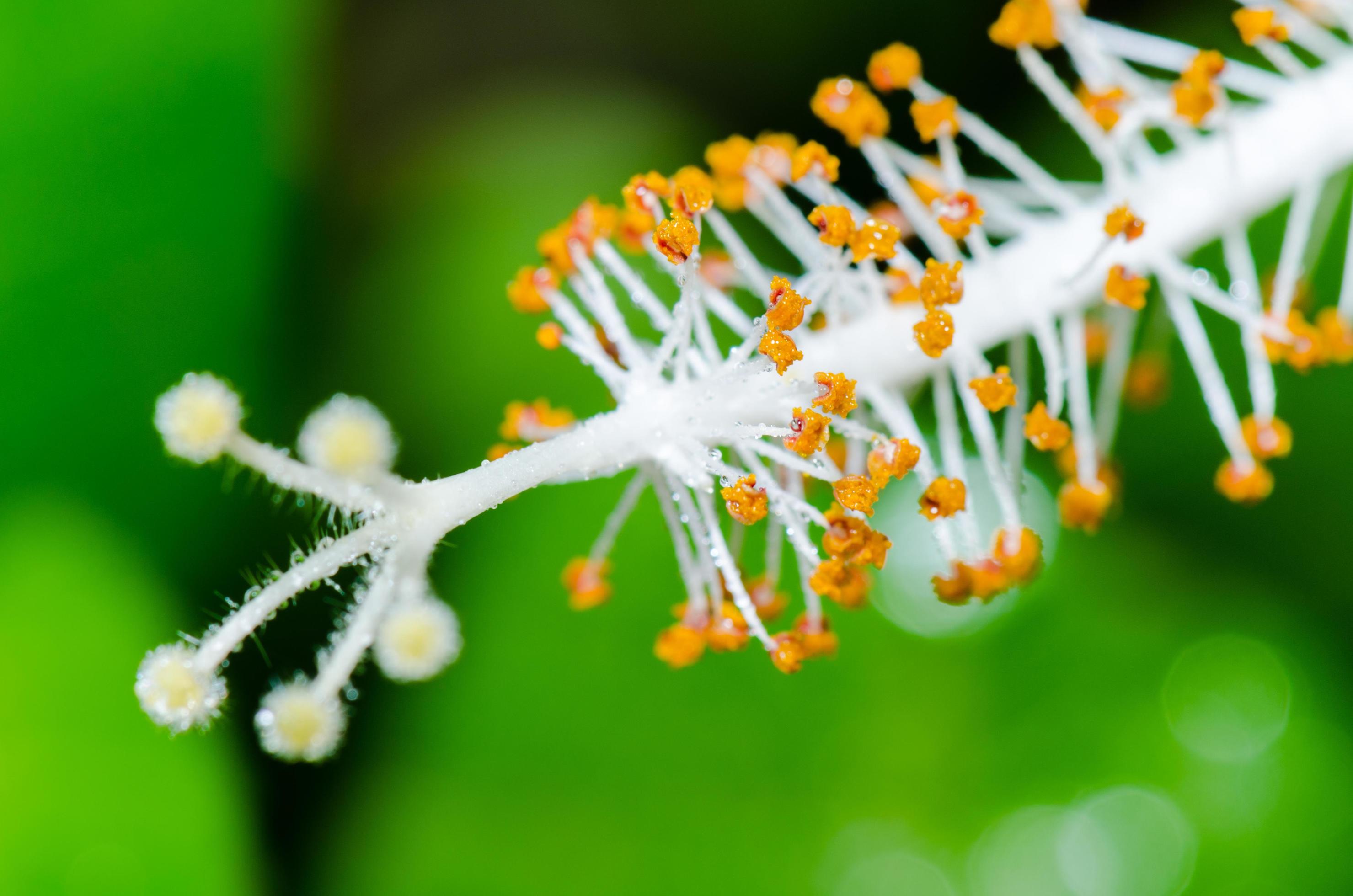 Carpel of the white Hibiscus flowers Stock Free