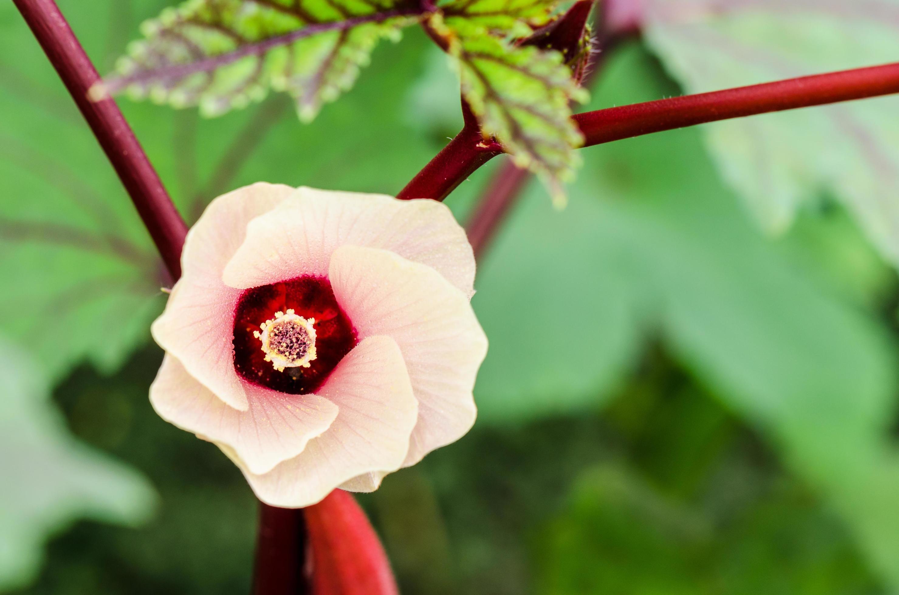 Jamaica Sorrel flower Stock Free