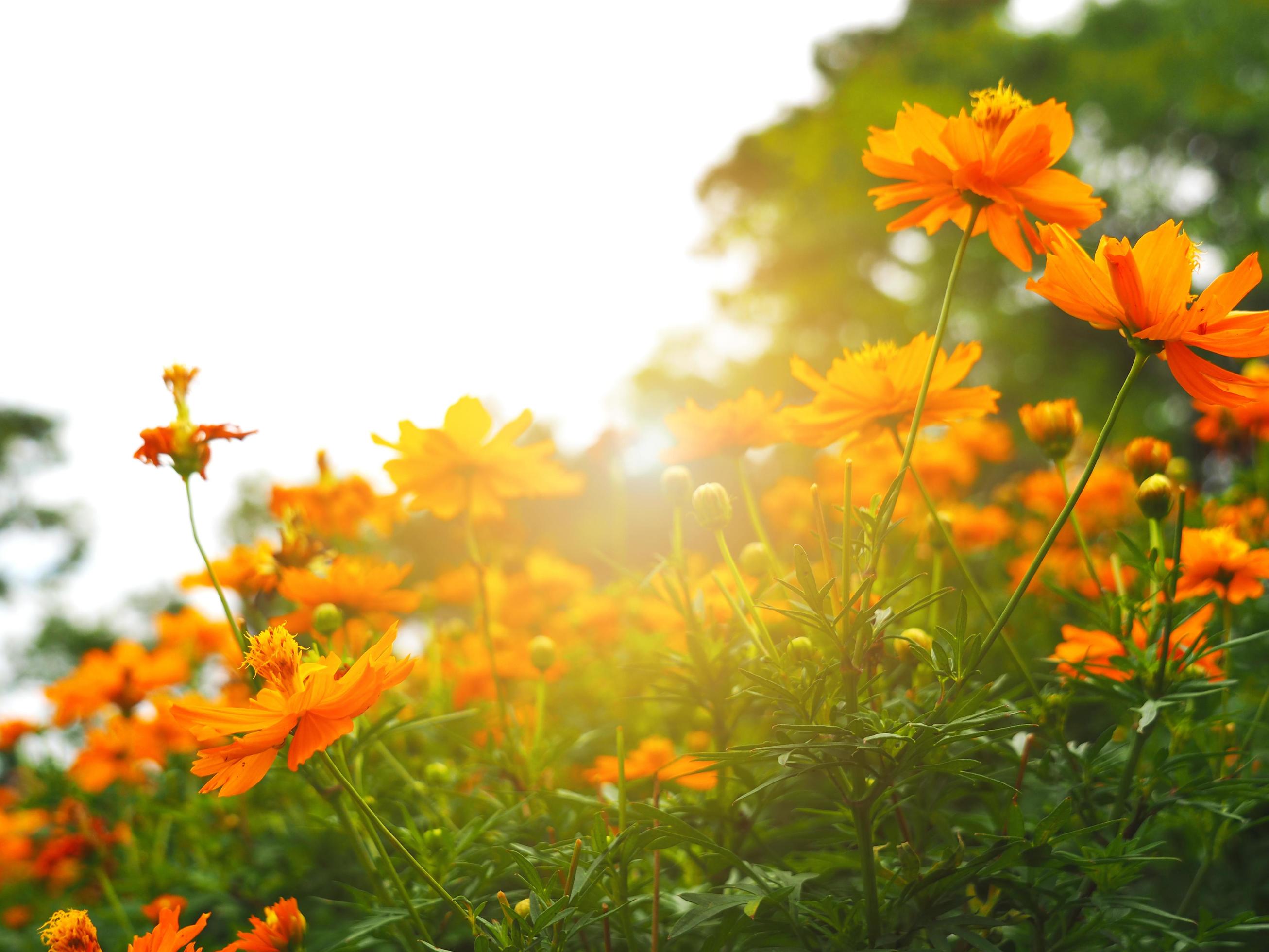 Group of orange flower in the park at morning with light of sunshine fresh floral Stock Free