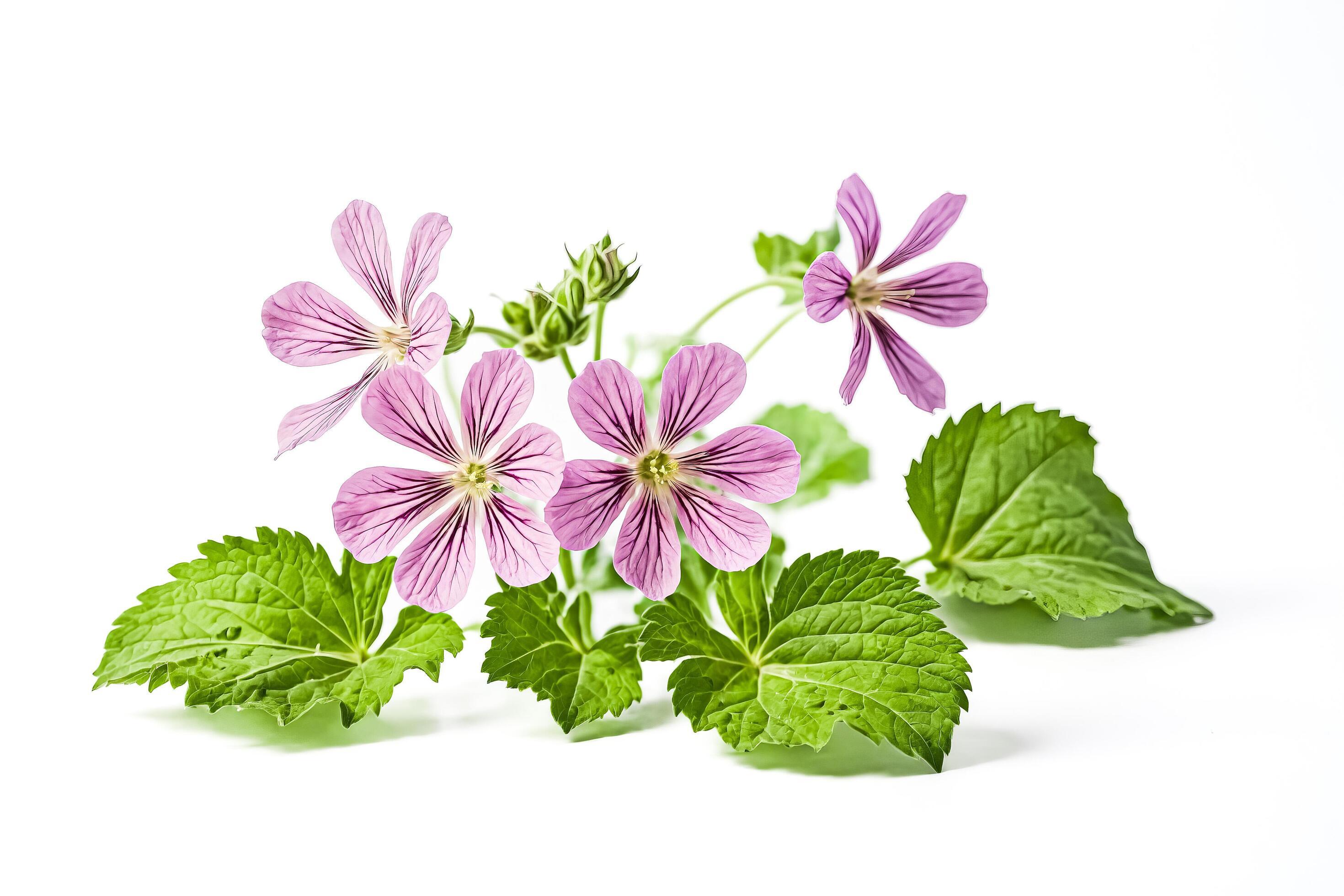 Pink flowers with green leaves isolated on white background Stock Free