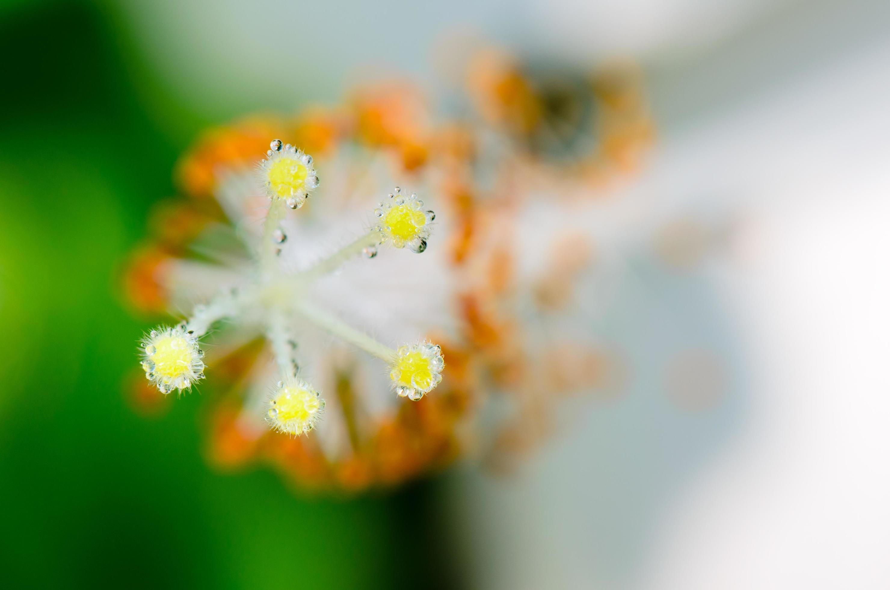 Carpel of the white Hibiscus flowers Stock Free